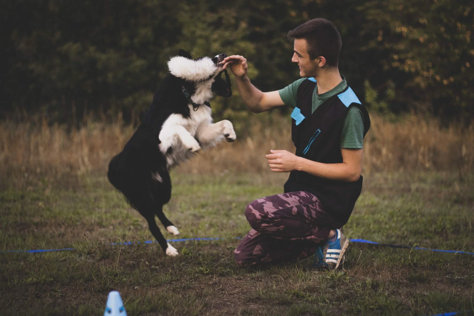 Dingo 15581 - Giocattolo per cani, in pelle di pecora con elastico verde, motivazione agilità, per allenamento e divertimento