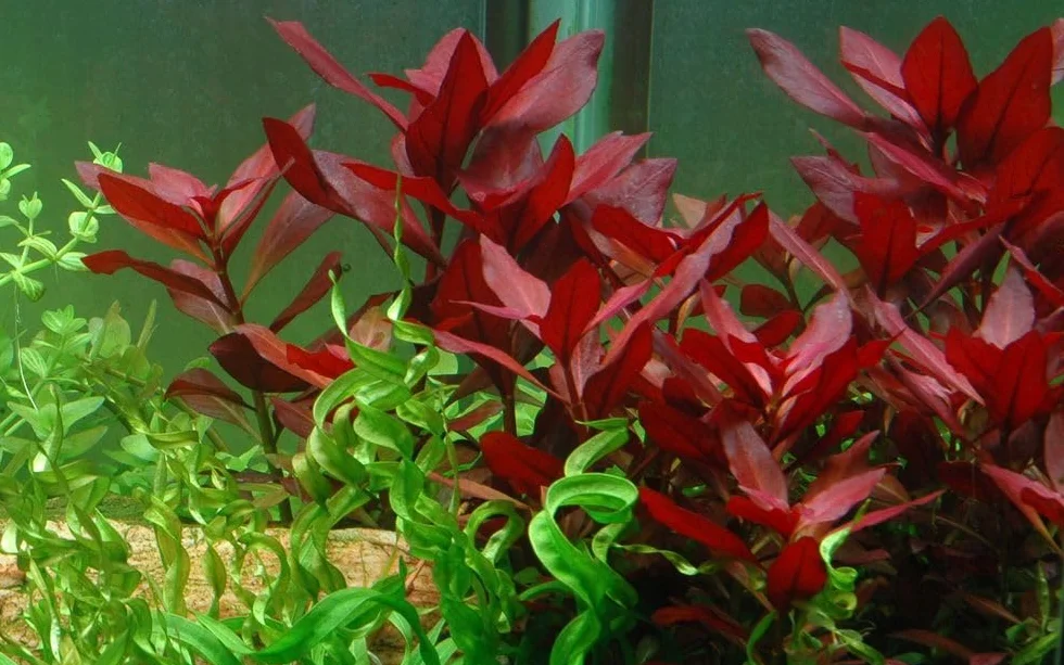 Ludwigia repens Rubí Pianta Acquario Acquatica a stelo radicata decorazione Aquascaping