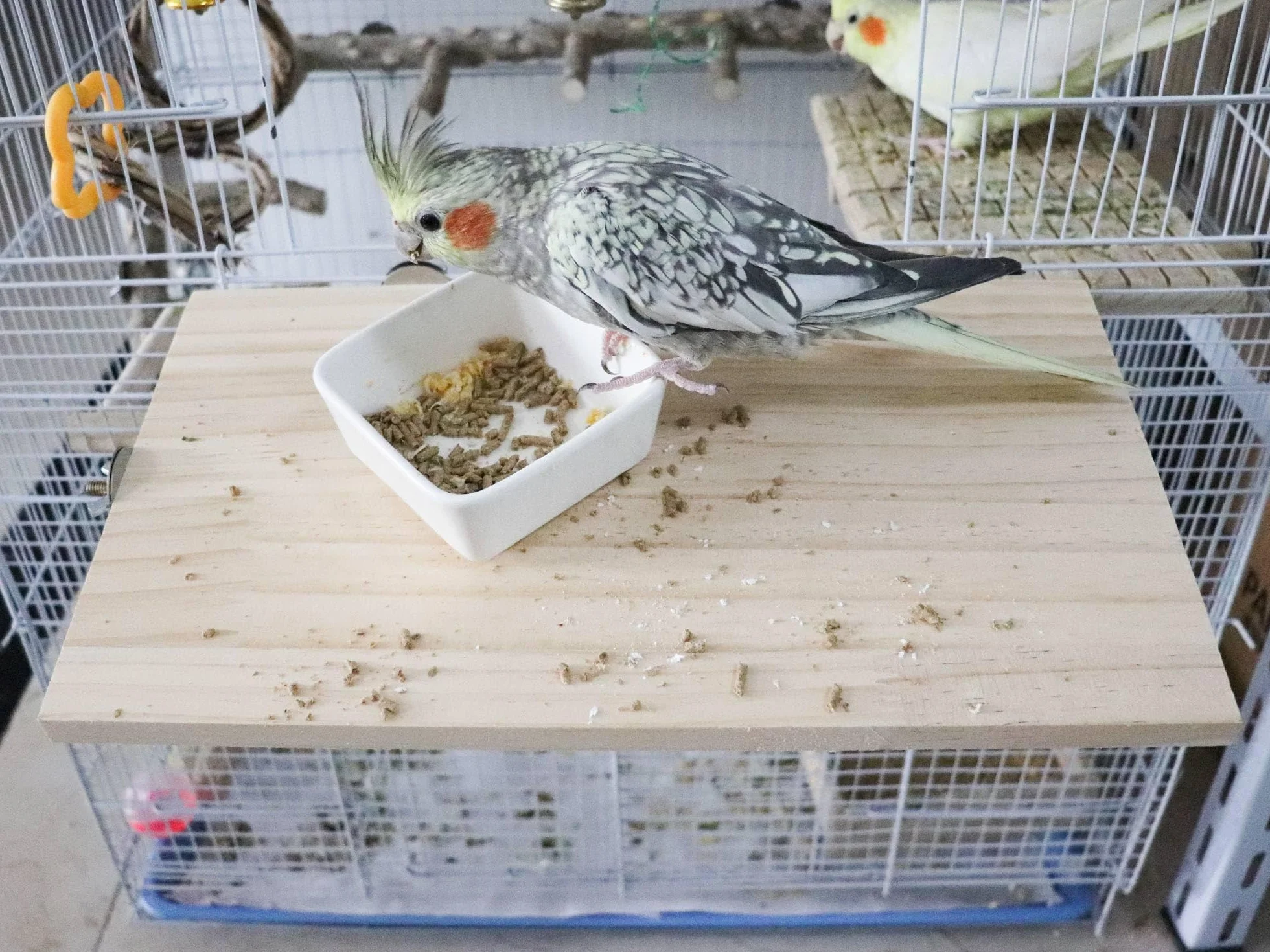Piattaforma per Uccelli di Grandi Dimensioni 35 x 20 cm, Piattaforma in Legno Naturale per Arrampicata, Accessori per Gabbie di Piccoli Animali adatti a Pappagalli, Cocorite, Cacatua, Ratti, Criceti