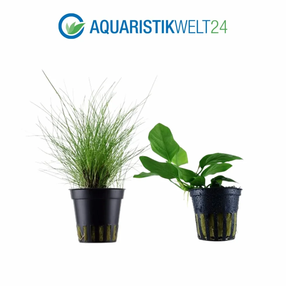 AquaOne Set di 5 piante acquatiche per acquario, piante acquatiche per principianti, aroma: igrophila Cryptocoryne Eleocharis Anubias I set con 5 piante per acquario