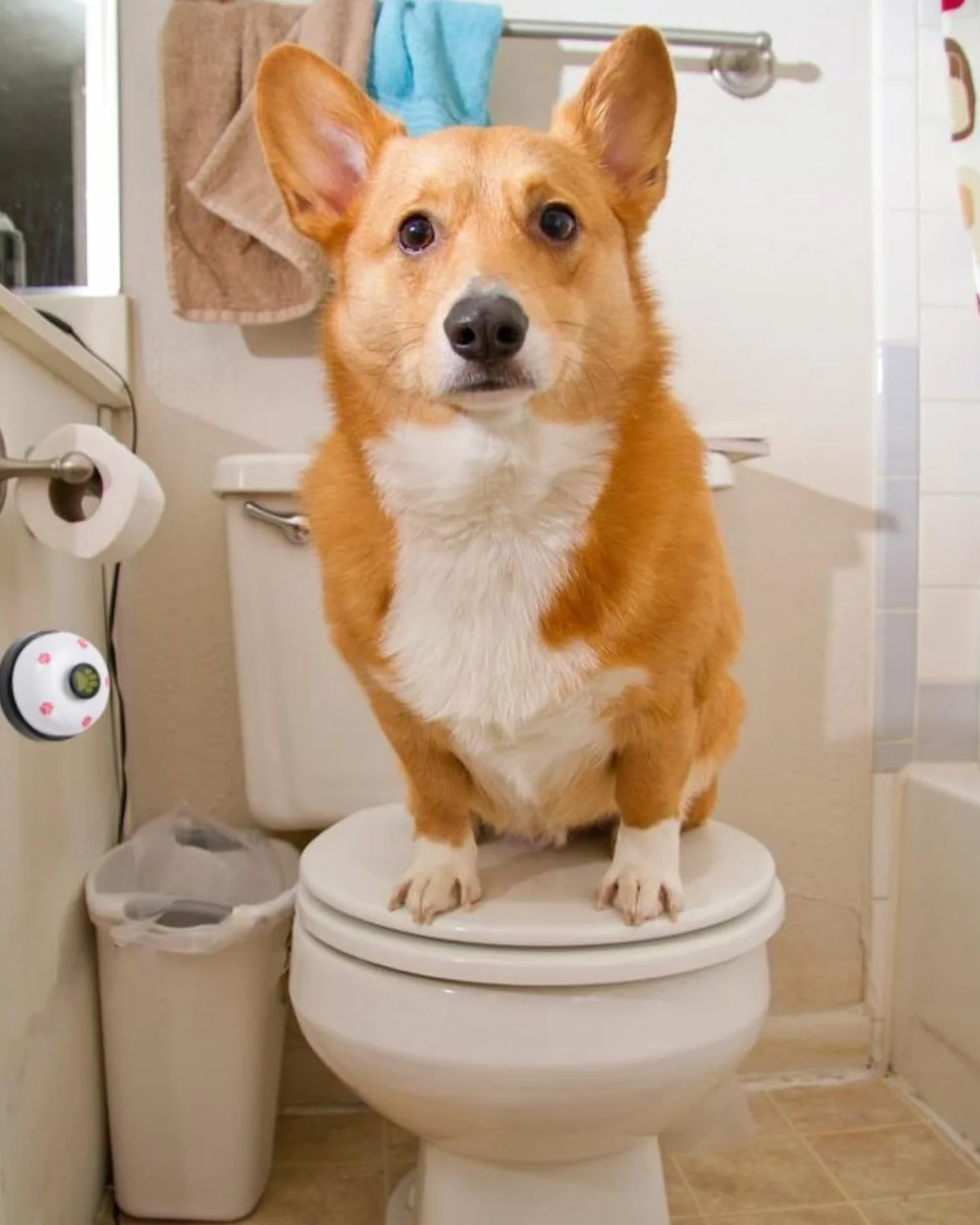 Campane da Addestramento per Animali, 2 Pezzi Campane per Cani Campane da Tavolo per la Comunicazione del vasino e l'addestramento di Pulizia Campane di Formazione intelligenza