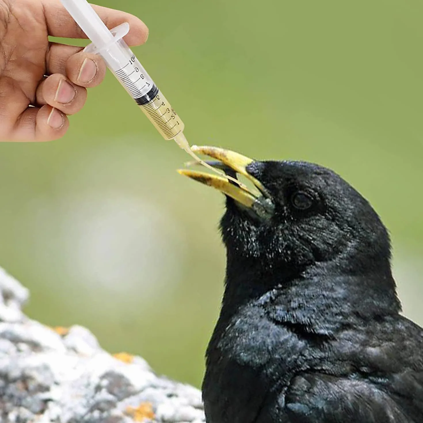 Alimentatore Pappagalli,10 ml Siringhe per L'alimentazione degli Uccellini con 10 Tubi,Strumento per L'alimentazione Manuale di Pappagalli,Piccioni,Passeri e Piccoli Animali,Mangiatoia