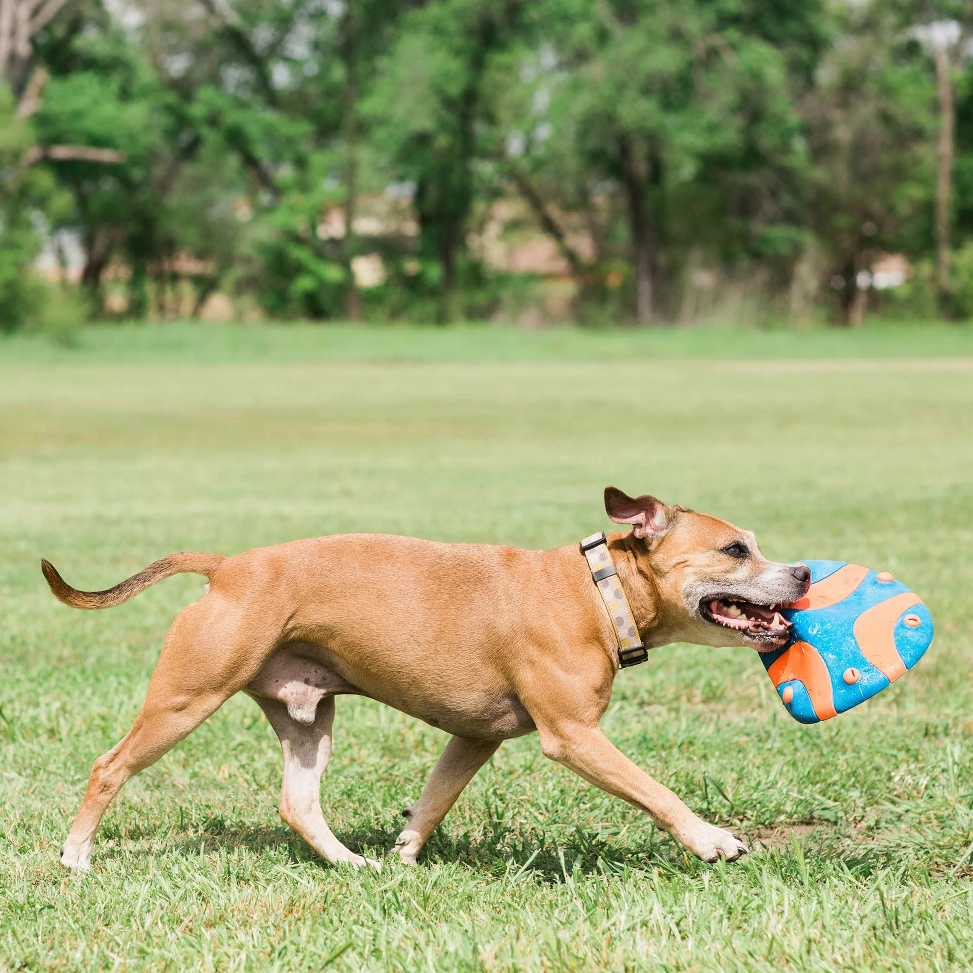 Chuckit! – Whistle Flight – Chase Frisbee per Cani - Gioco Ideale per Giochi all'Aperto - Fischietta Mentre Vola - Robusta Gomma - Costruisce Complicità - Taglia Unica