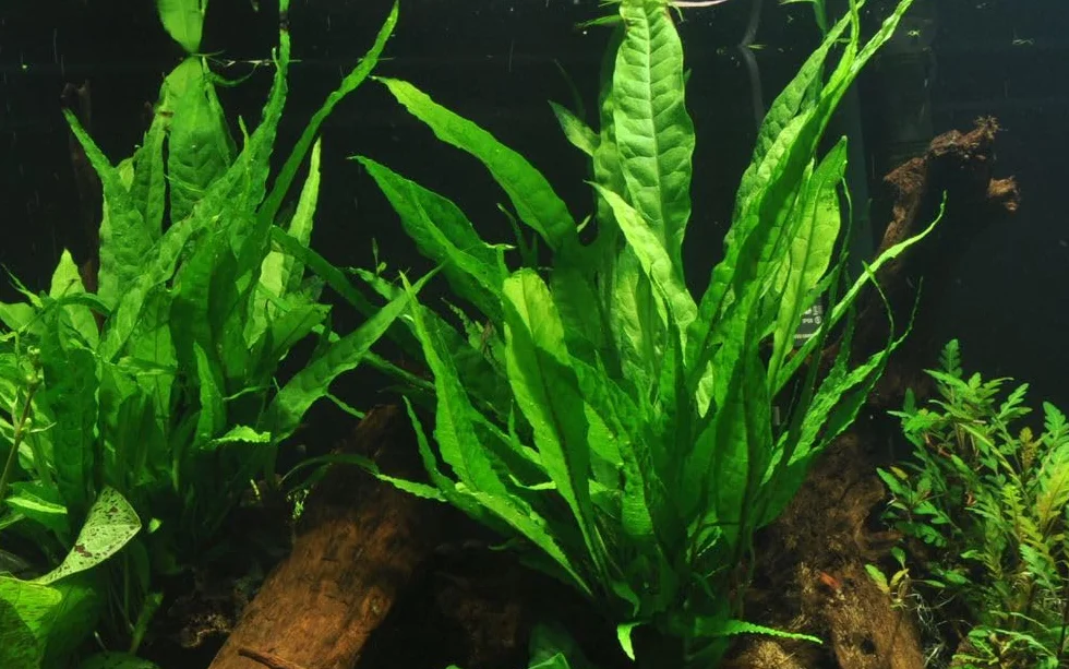 AquaOne Impianto per acquario, Microsorum pteropus, pianta acquatica, portaradice/rizoma completamente radicato, facile da pulire, decorazione Aquascaping