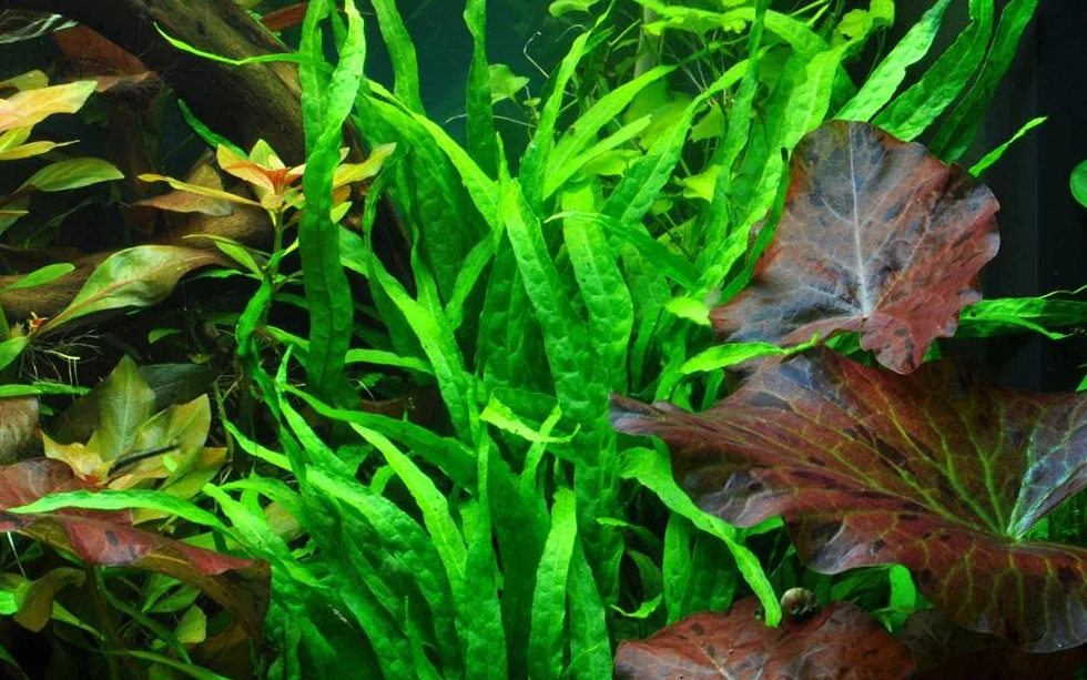 AquaOne Microsorum pteropus 'Narrow' pianta acquatica portaradice rizoma radicato Aquascaping