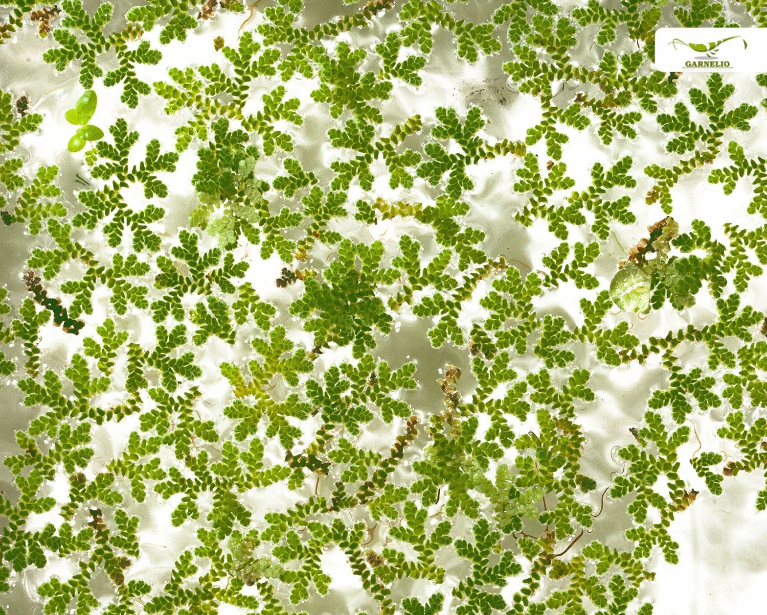 Azolla filiculoides do laghetti i akwariów