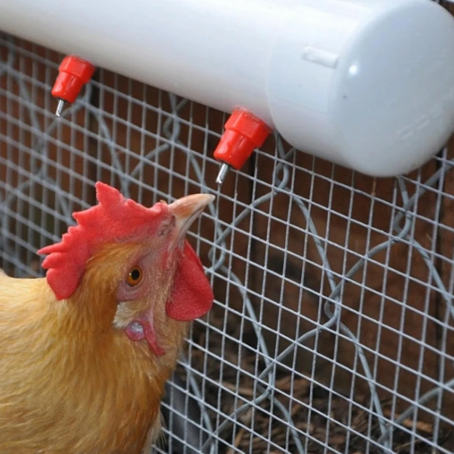 Abbeveratoio A Capezzolo Per Pollaio - Bocchettoni Per Abbeveratoio Galline,Fontana Bere Automatica Inossidabile Portatile Per Gabbie Uccelli Capre Conigli Paperi Polli Inverno Giardino