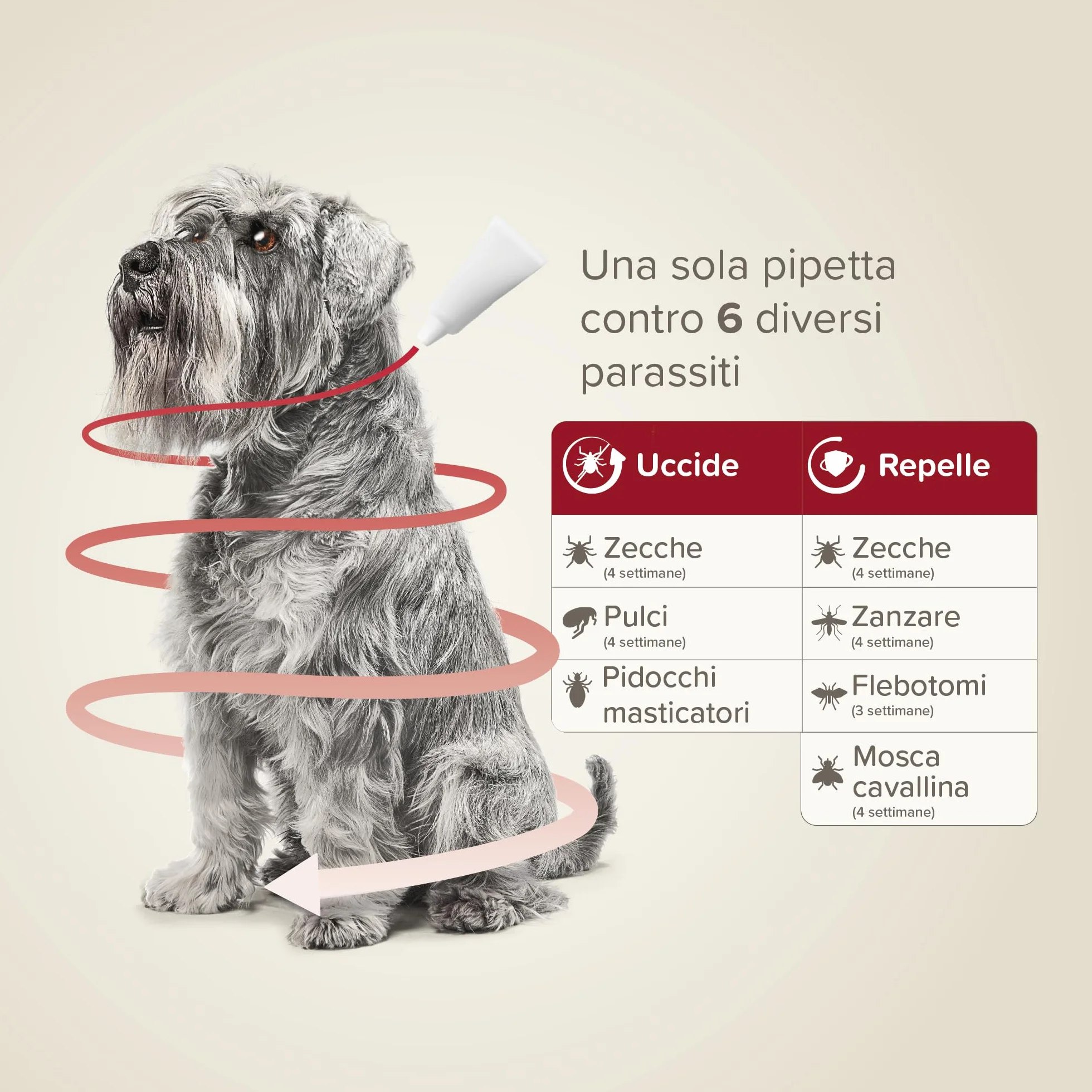 Beaphar ProtecTix Cane, Antiparassitario Spot-On per Cane Piccolo (4-10 Kg), Riduce il Rischio di Leishmaniosi, Contro Zecche, Pulci e Pidocchi, Confezione 4 Pipette da 1 ml