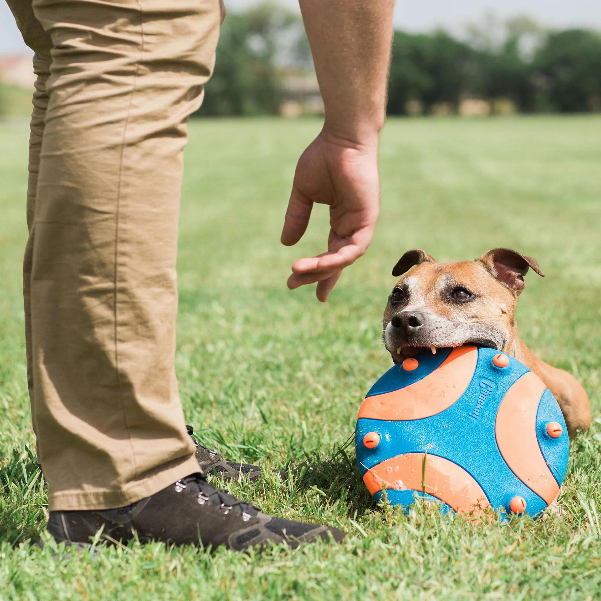 Chuckit! – Whistle Flight – Chase Frisbee per Cani - Gioco Ideale per Giochi all'Aperto - Fischietta Mentre Vola - Robusta Gomma - Costruisce Complicità - Taglia Unica