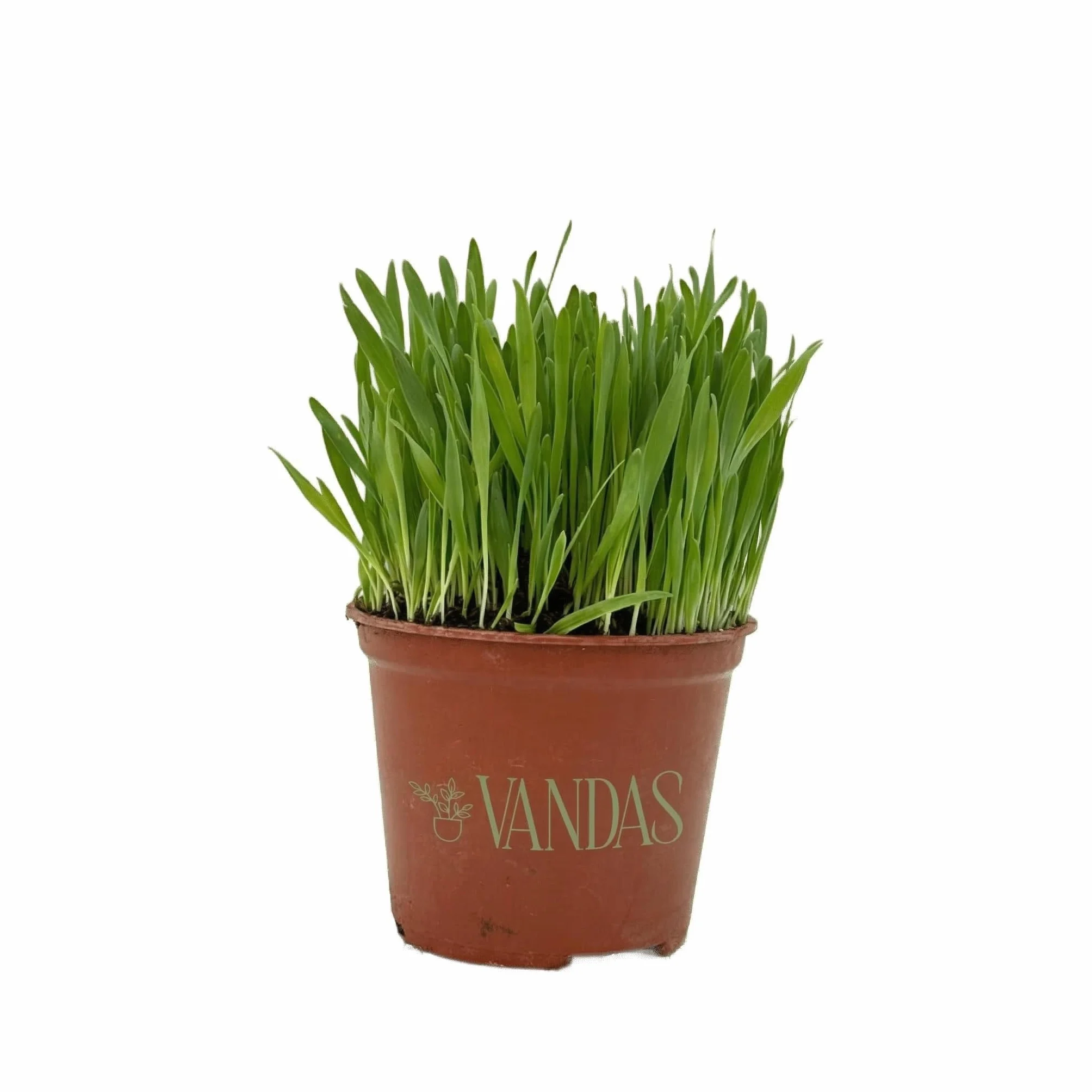 VANDAS Erba per Gatti – Pianta in Vaso 14 cm | Pronta al Consumo | Naturale e Sicura Senza Pesticidi | Uso Interno ed Esterno (3)