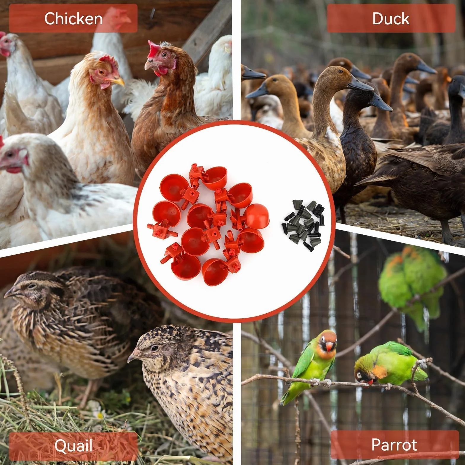 10 Tazze per Abbeveratoio Pollo, Bevitori Automatici in Plastica Mangiatoie Utensili Acqua Potabile, Macchina Bere Pollame Gabbie Abbeveratoio Da 3,5 Pollici Tazza per Uccello Quaglia Piccione Pollo
