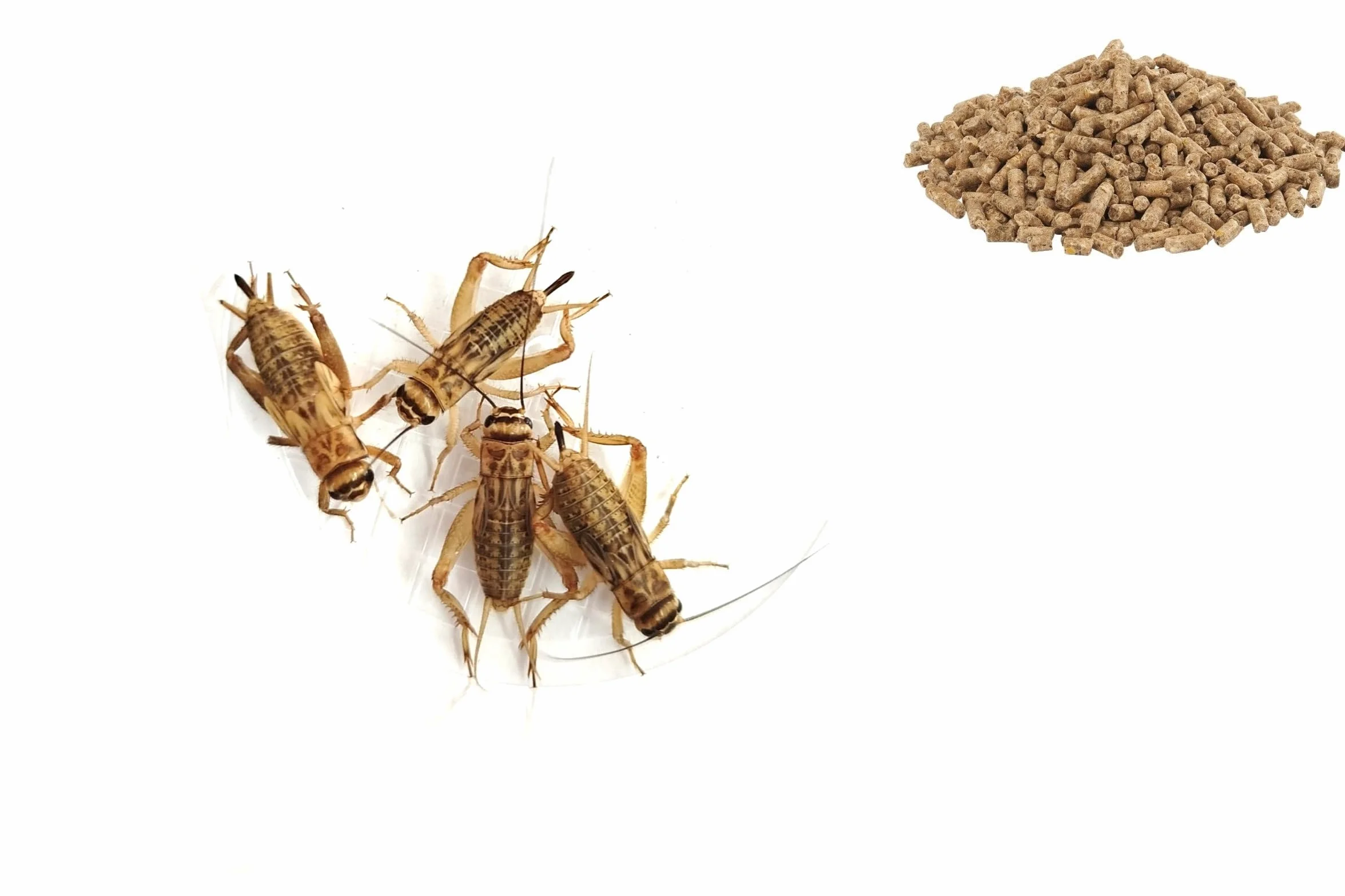 MANGIME COMPLETO PER GRILLI ACHETA DOMESTICUS - 200 gr