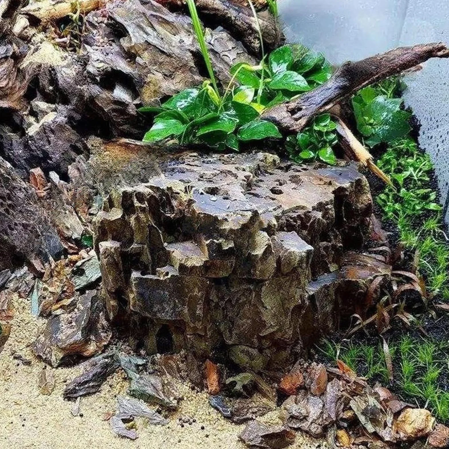 4 Pezzi Legno Acquario Piccolo Soprammobile Legno Galleggiante per Acquario 8-15 CM Decorazioni Acquario Acqua Dolce Decorazione per Acquariologia Rettili Decorazione D'interni