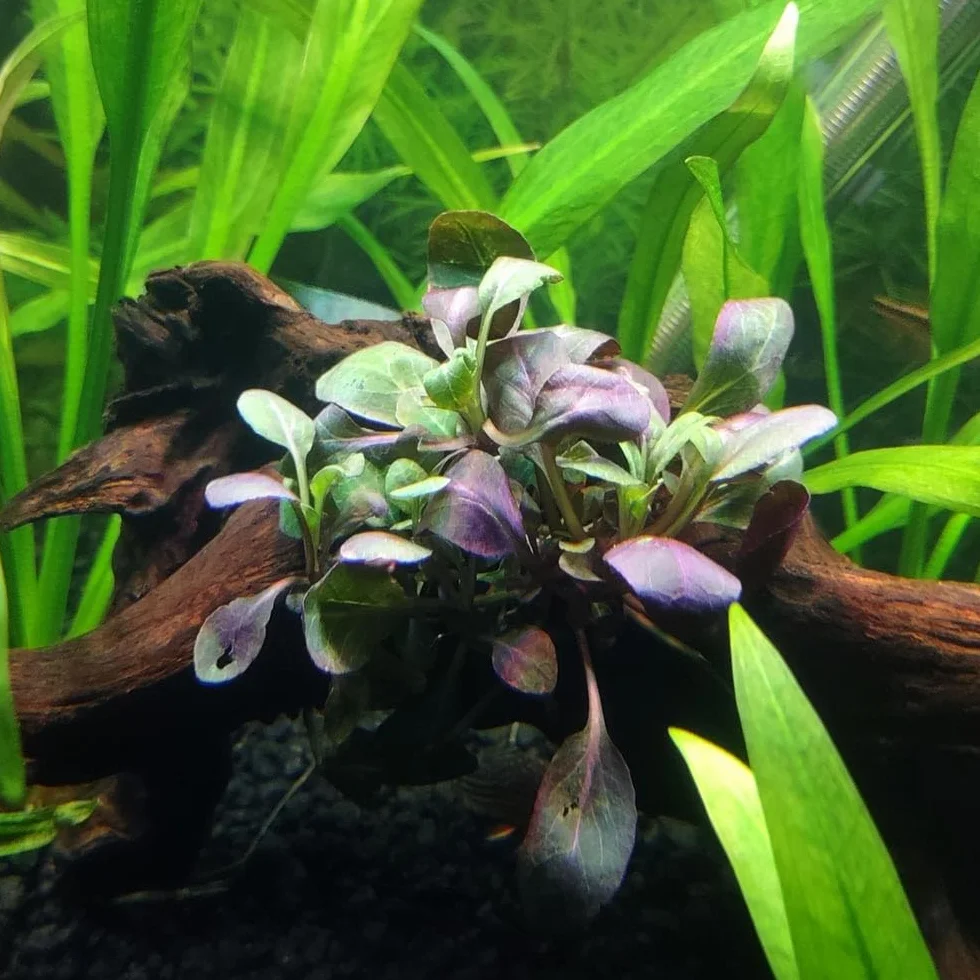 Lobelia Cardinalis – Pianta Viva per Acquario Facile – Ideale per Neofiti – Crescita Rapida, Foglie Rosso-Verdastre