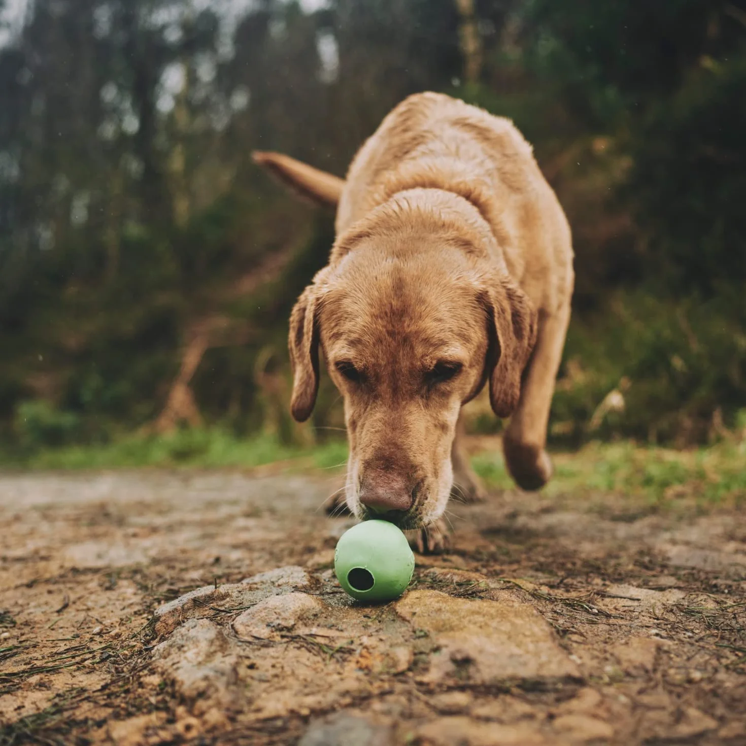 BecoThings Pallone Giocattolo per Cani