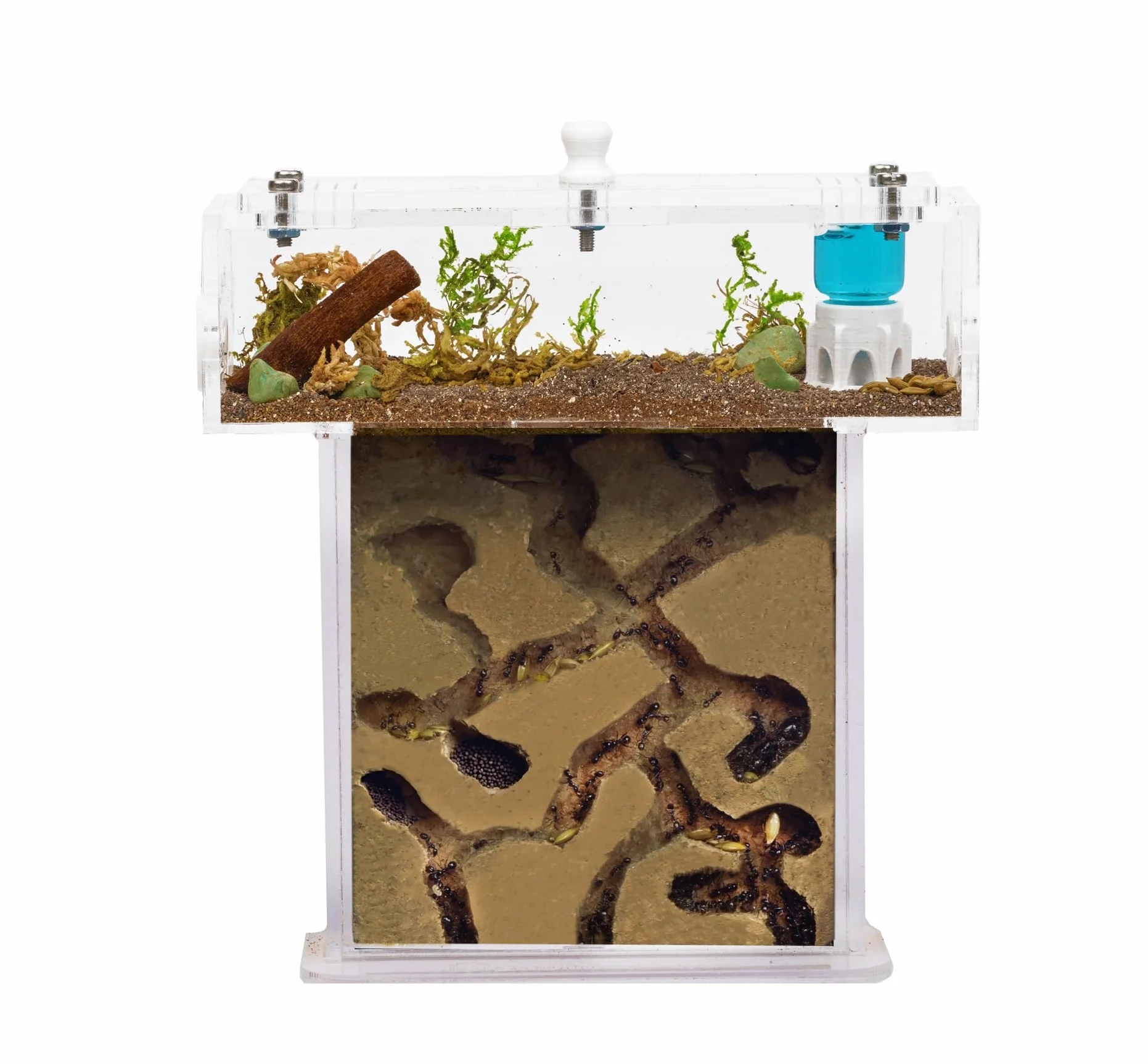Kit Nido Di Formiche In Acrilico Con Schiuma In Forma Di T Mini - Panino 14x5x14 Cm E Scatola Di Raccolta - Formicaio Con Formiche Vive Incluse (Regina, Operaie, Uova E Larve) - Trasparente