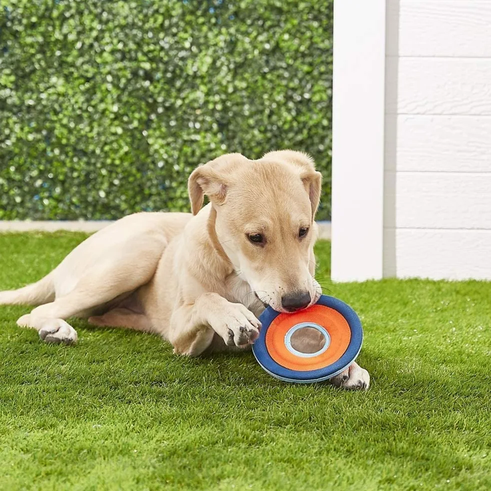 Chuckit! Zipflight - Anello anfibio volante per cani, 15,2 cm, piccolo, confezione da 2