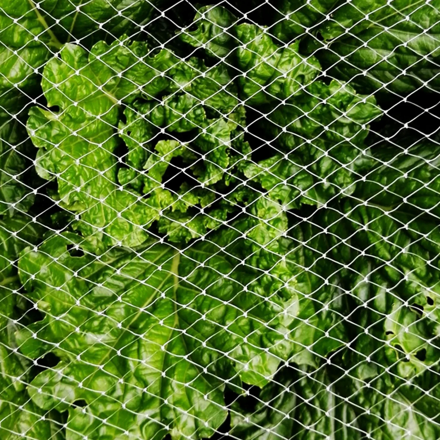Rete for Piante for Frutta e Verdura Rete di Sicurezza Leggera Bianca for pollai, recinzioni da Giardino, Barriere for Conigli e Animali(5x10m/16.4x32.8ft)