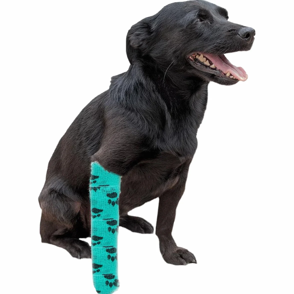 Benda autoadesiva per Animali Domestici, 12 Rotoli Bendaggio Coesivo Adesivo Bende Non Tessuto, Comodo e Traspirante, Coloratocon Benda Motivo Zampe Benda per Persone e Animali (5 cm x 4,5 m)