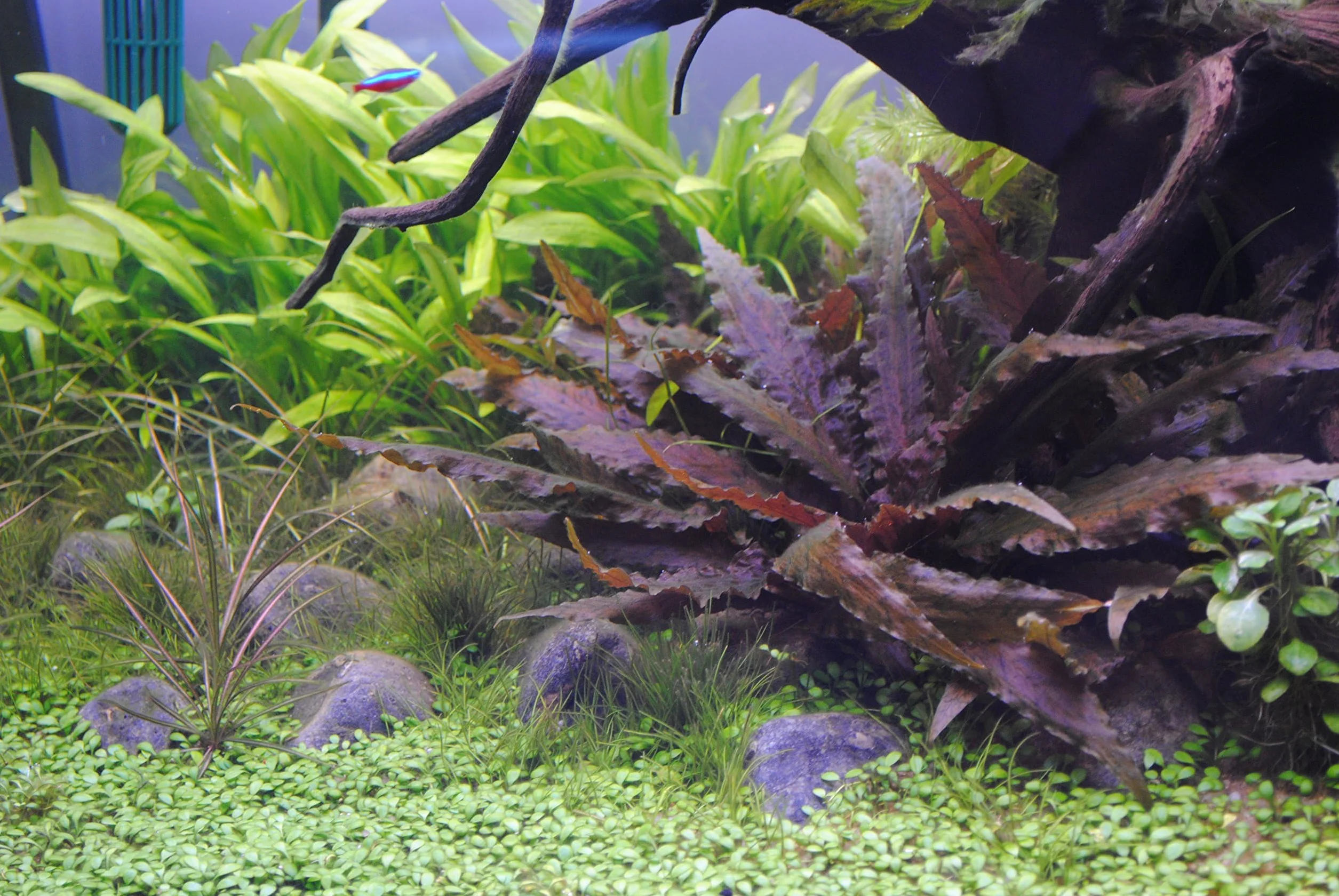 Assortimento 3 Cryptocoryne mix piante vive decorative per acquari di acqua dolce resistenti di facile coltivazione e mantenimento adatte per neofiti