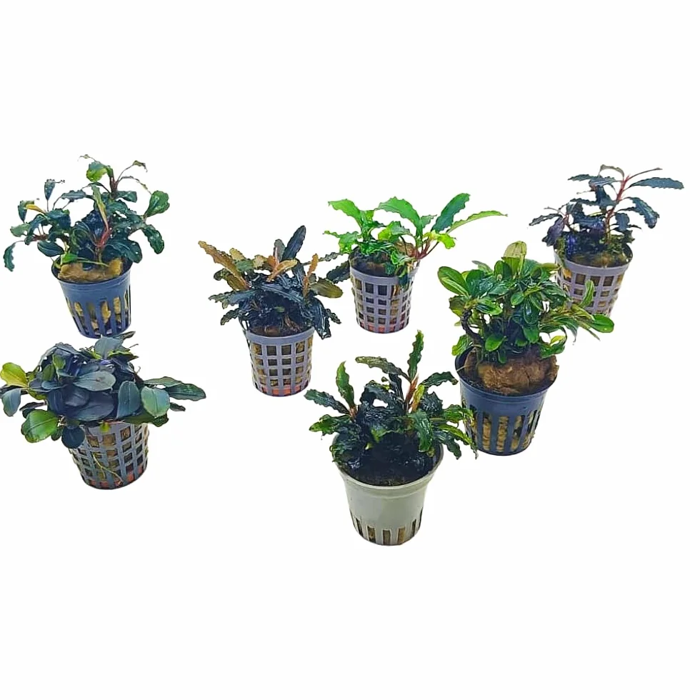 Bucephalandra in Vasetto – Piante Epifite per Acquario Dolce, Crescita Lenta