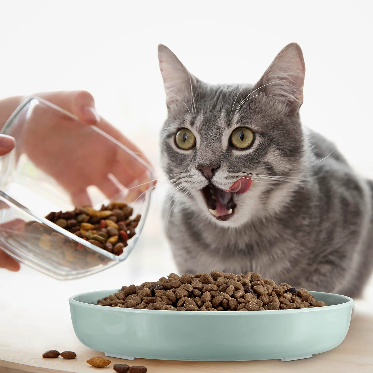 Nitial Mangiatoia per gatti, 2 ciotole per animali domestici, design a piscina per pesci, dieta sana e interattiva, lavabile in lavastoviglie, melammina, verde e bianco