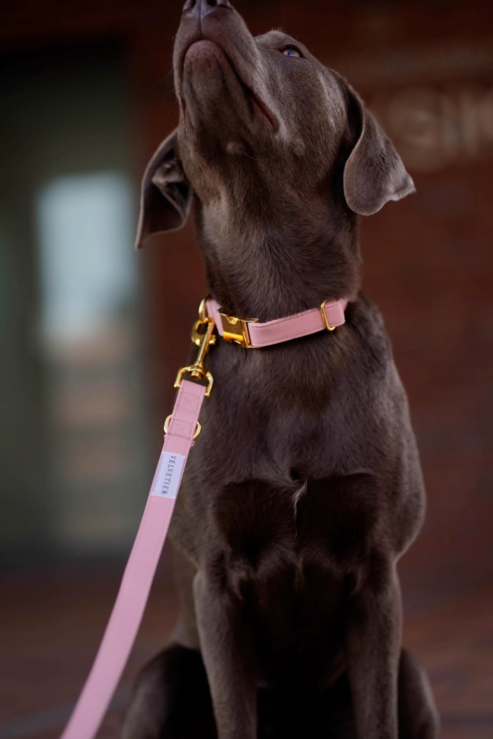 Rose | Collare per cani in set con guinzaglio e dispenser di sacchetti, in pelle vegana, collari per cani, guinzaglio per cani | 2 m, guinzaglio per cani con collare (M/L: 39-59 cm)