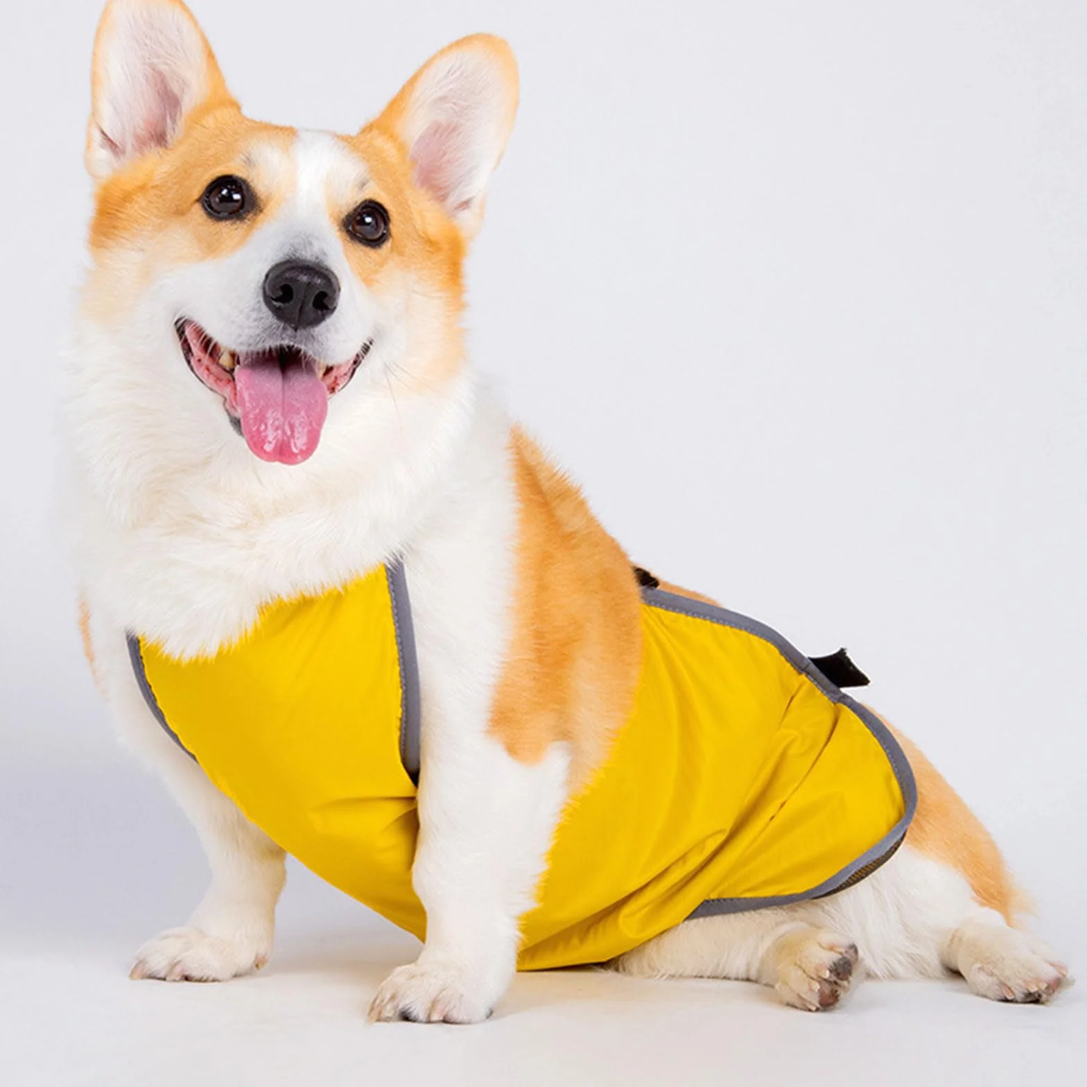Elastici per la pancia del cane, permeabili, lavabili e regolabili, per cani di piccola e grande taglia