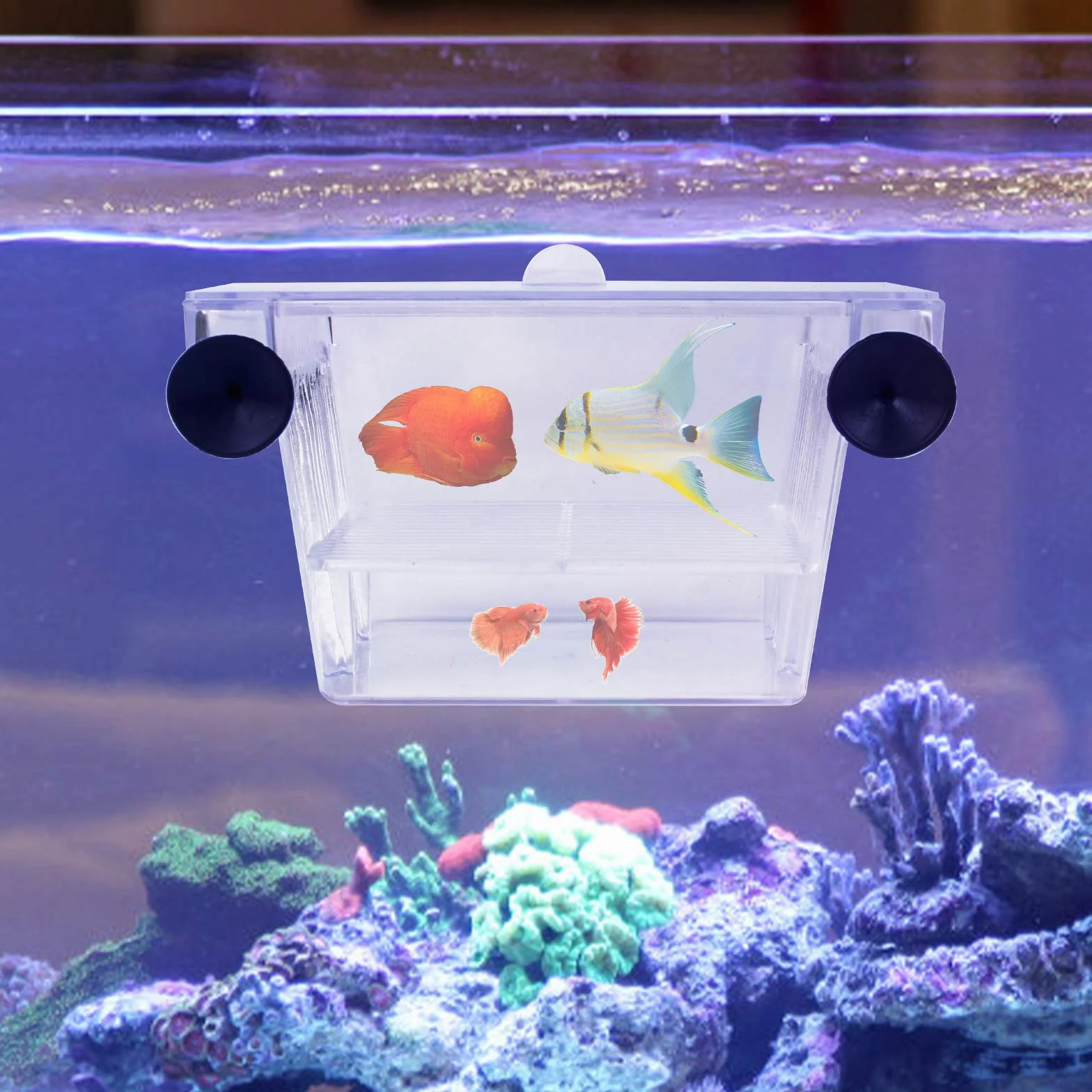 2 Pezzi Sala Parto per Pesci, 12,5 * 7 * 7cm Scatola di Isolamento Trasparente a Doppia Strato, Incubatrice Acquario per Allevamento in Acrilico Con Griglia in Rete - 4 Ventose