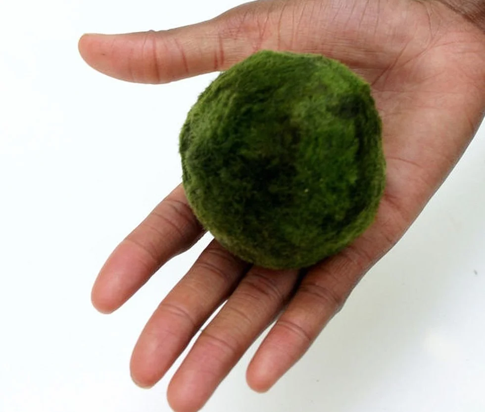 2 x extra large da 5 a 7 cm Marimo Moss Ball – Live acquario acquatico Fish Tank Luffy Plant Cladophora – ammoniaca
