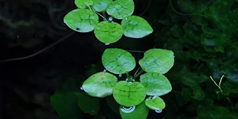 Morso di rana sudamericano - Limnobium laevigatum - Tropica InVitro
