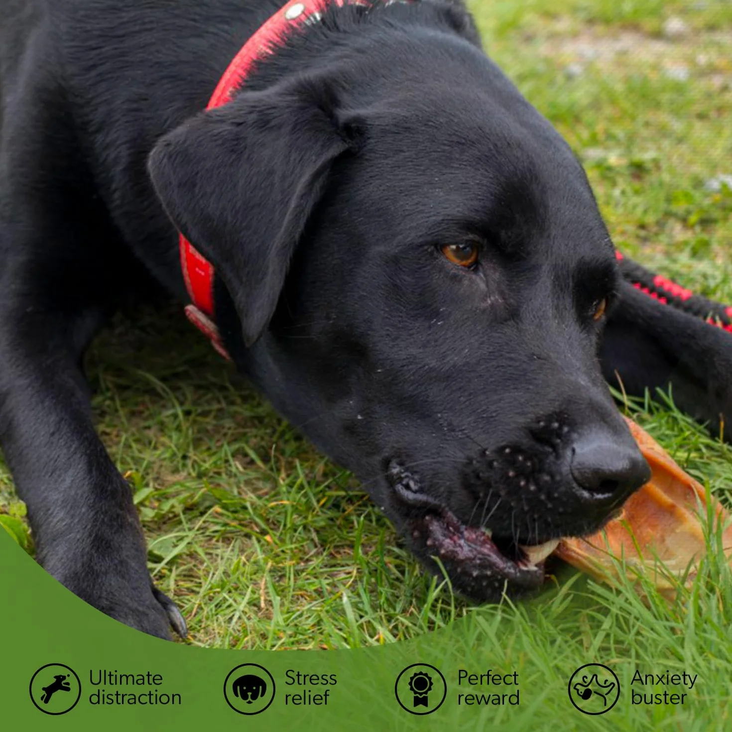J&J Tasty Treats Orecchie di Maiale per Cani di Alta Qualità Snack per Cani (32 Pezzi)