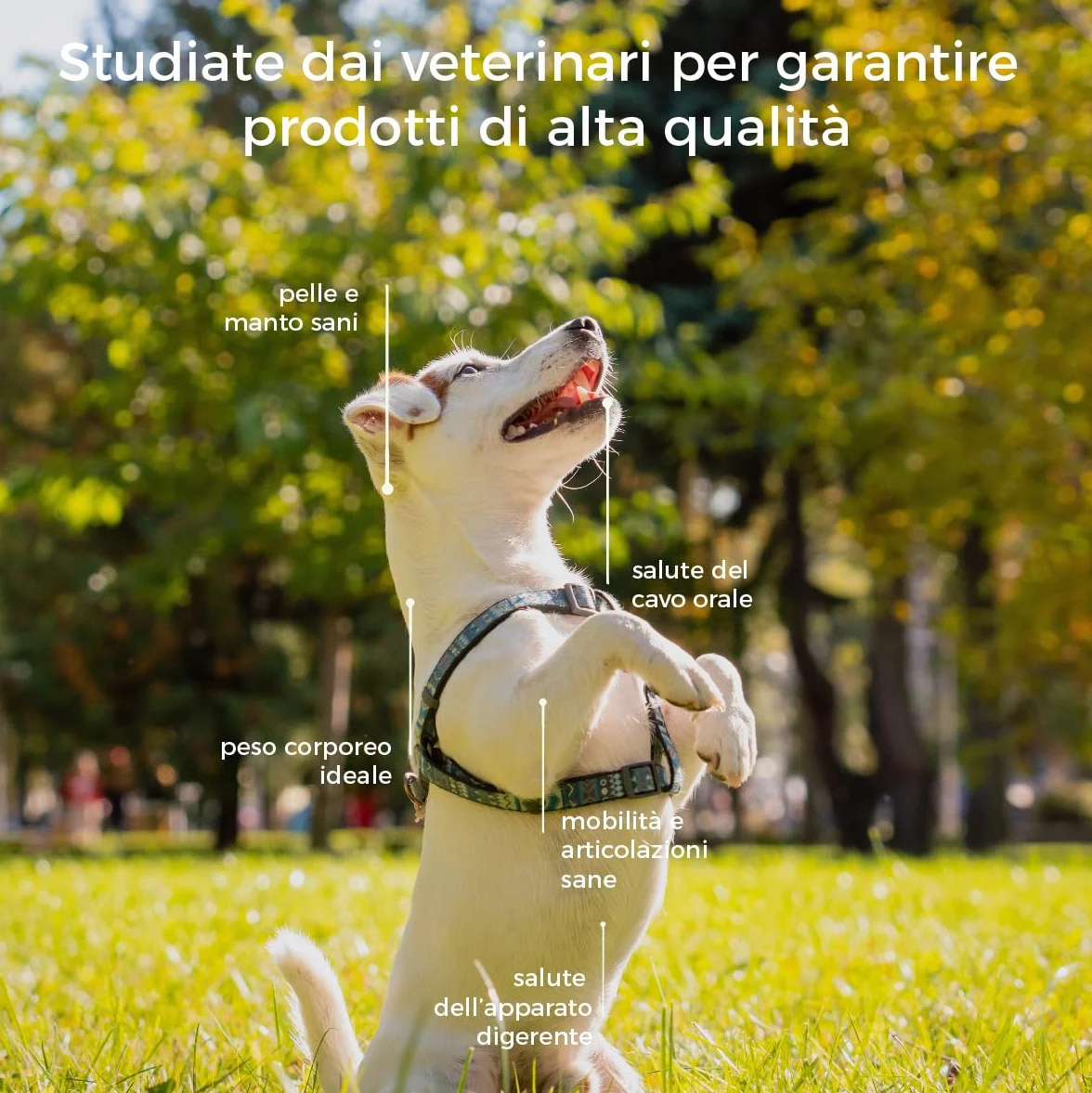 Biscotti per Cani Buonanotte SET X3 | Biscottini 100% Naturali con Camomilla e Valeriana | Snack per Cani ideali per metterli a Dormire, per tutte le taglie ed età | 300 gr. Biscotti Cane Hygge Dog®