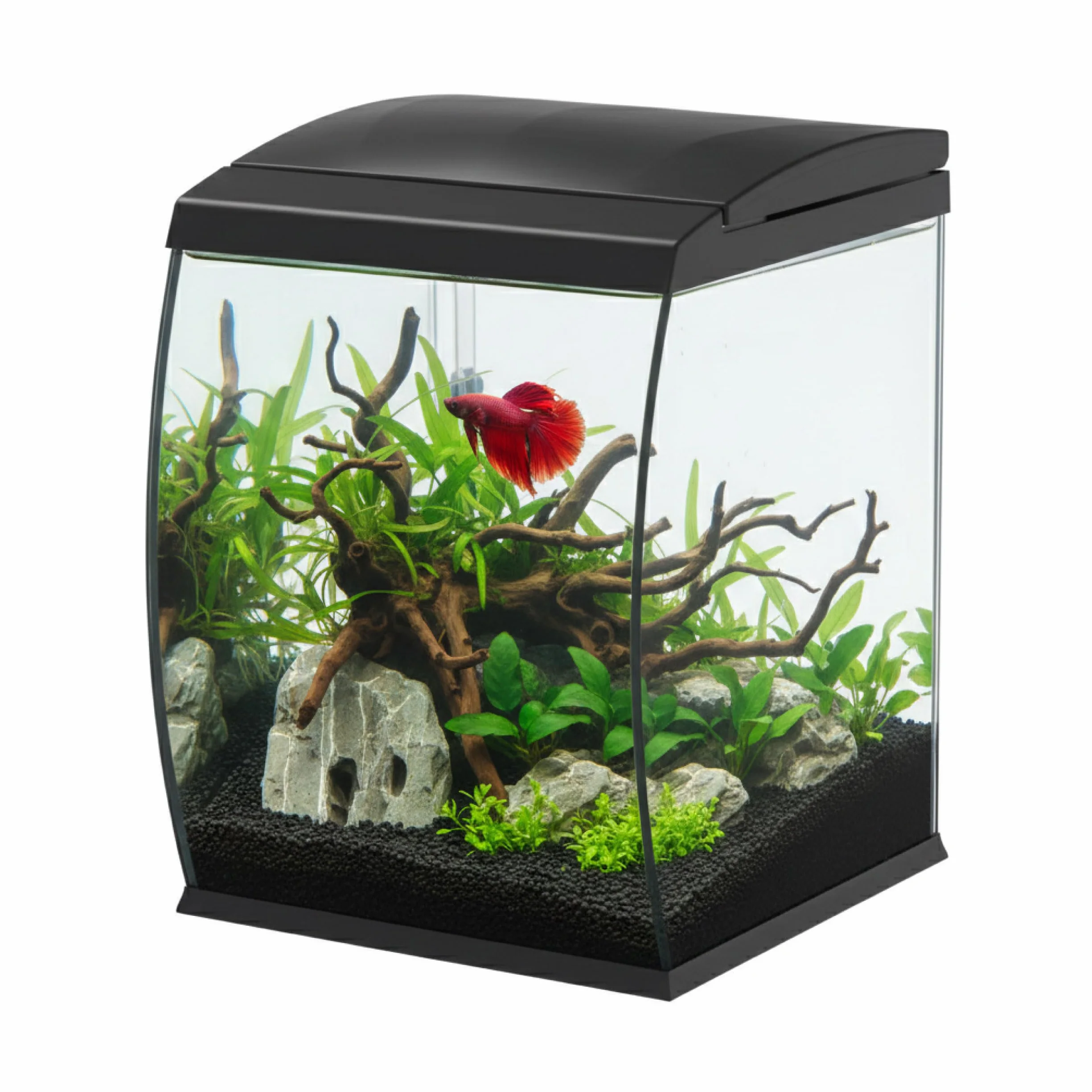 AQPET CurVe Acquario in Vetro Curvo 35L con Filtro Superiore Integrato e LED 6W – Acquario di Design da Scrivania con Pompa Inclusa e Coperchio per Distributore Automatico Mangime (Nero)
