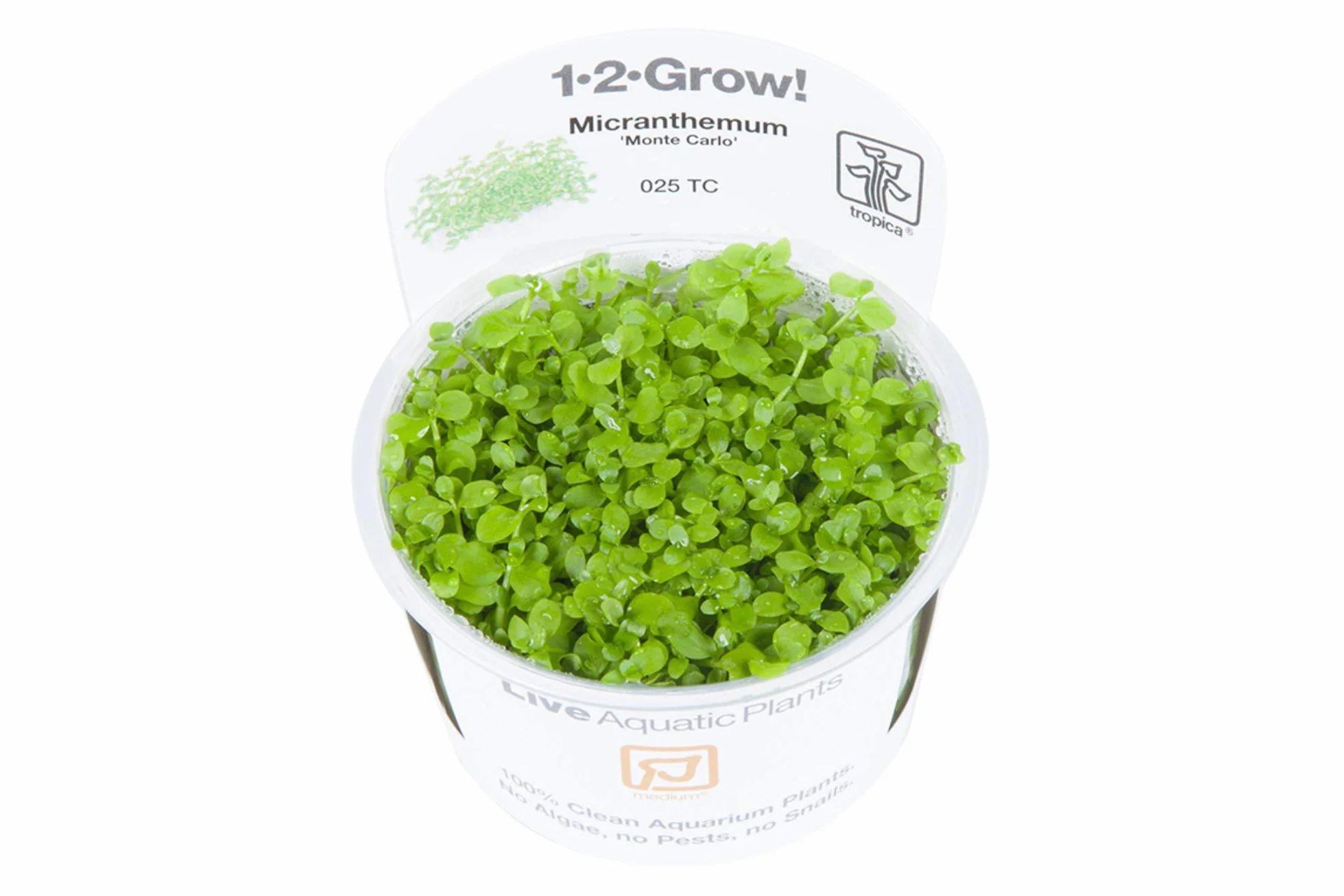 Tropica Micranthemum 'Monte Carlo' 1 - 2-grow Tissue culture in Vitro Live Aquarium Plant gamberetti Safe & Lumaca free