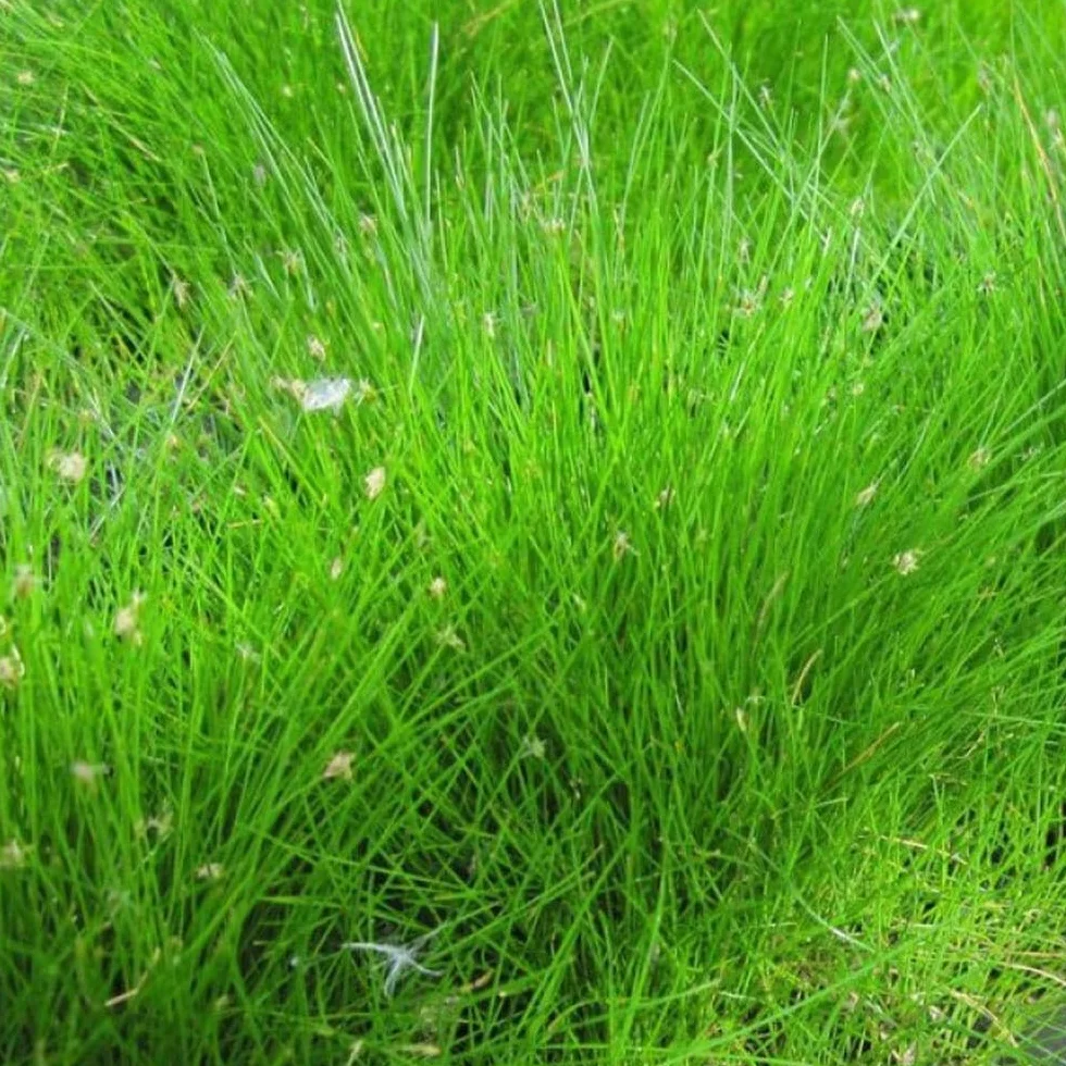 Eleocharis acicularis In Vitro | Pianta d’Acquario Tappezzante a Foglia Sottile | per Primo Piano in Acquario Dolce (Tris, 3, unità)