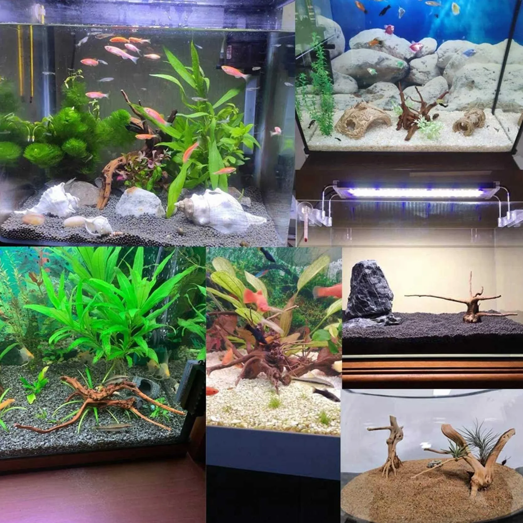 LAXED Mini Driftwood per acquario, rami di legno naturale, decorazioni per acquari, rettili, d'albero in legno naturale, confezione da 10