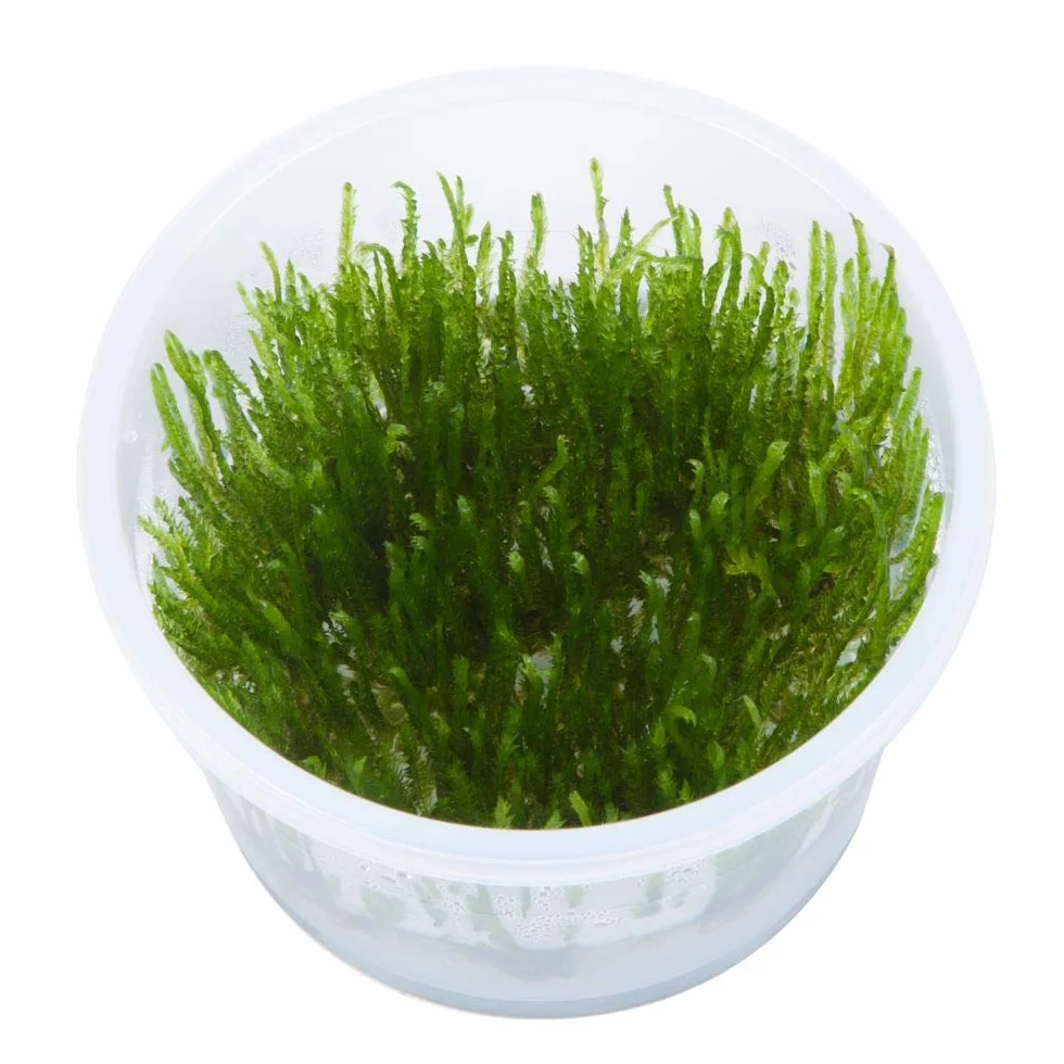 TROPICA Pianta da Acquario Muschio Taxiphyllum 'Spiky' TC in Vitro 1-2 Crescita Piante Acquatiche