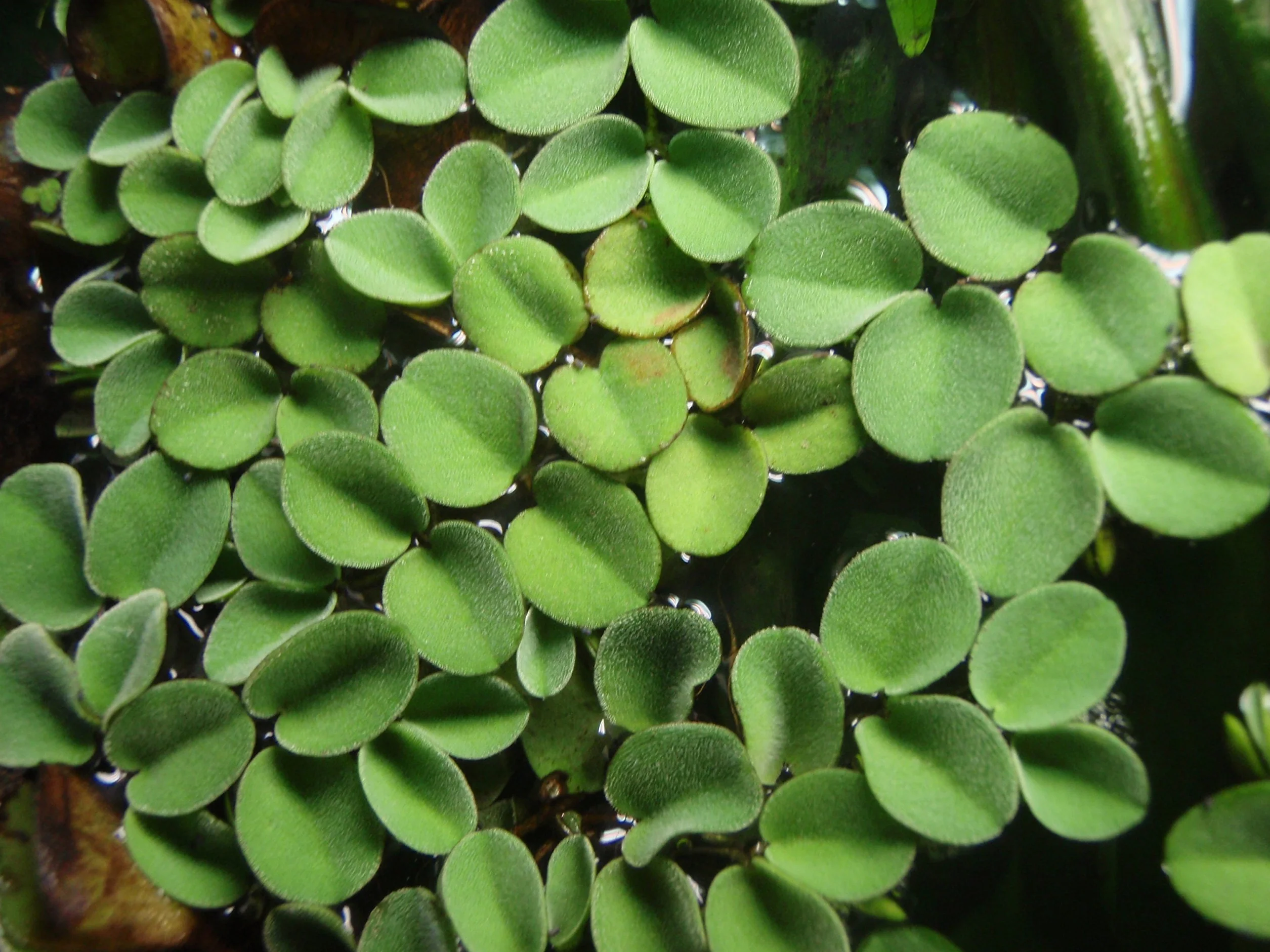 Salvinia auriculata / Salvinia natans - Porzione da 10 Piante flottanti vive per Acquario - pianta vivente per acquario