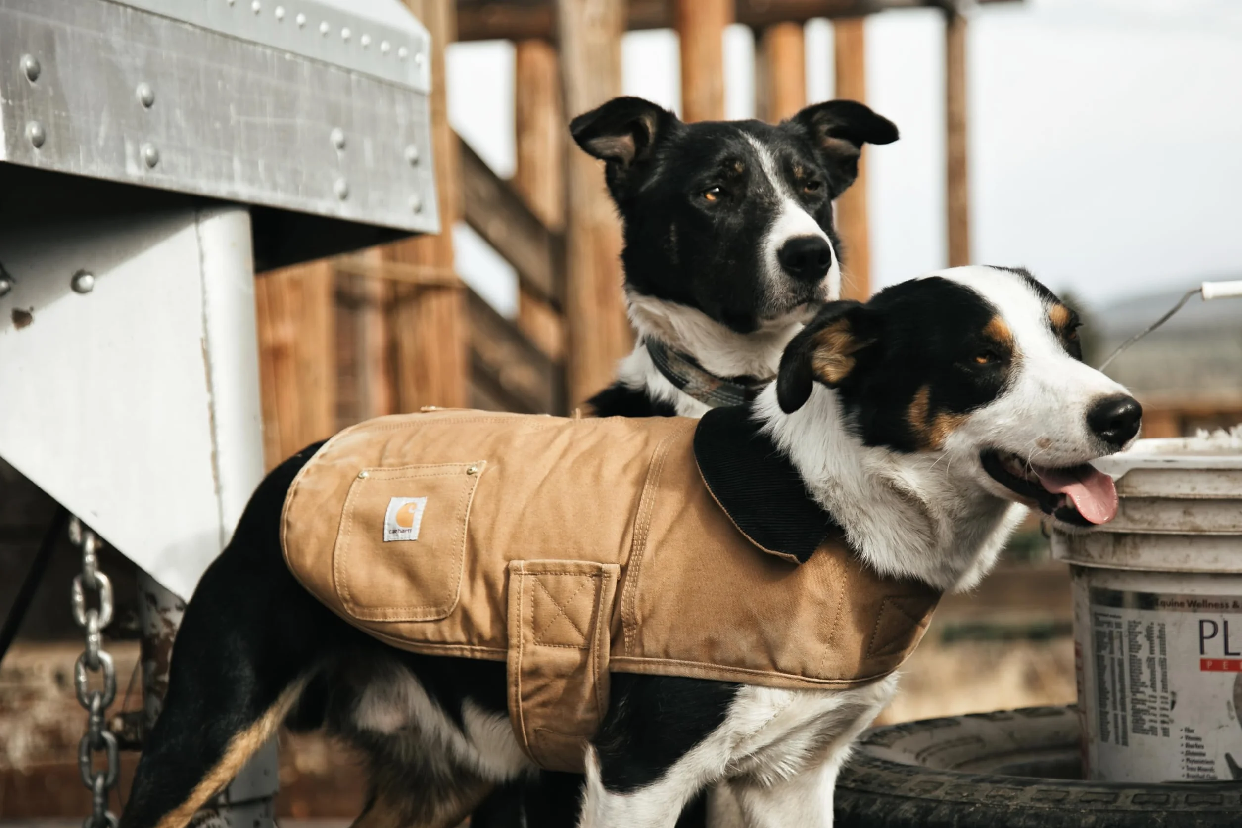 Carhartt Cappotto Chore, Marrone Carhartt, S