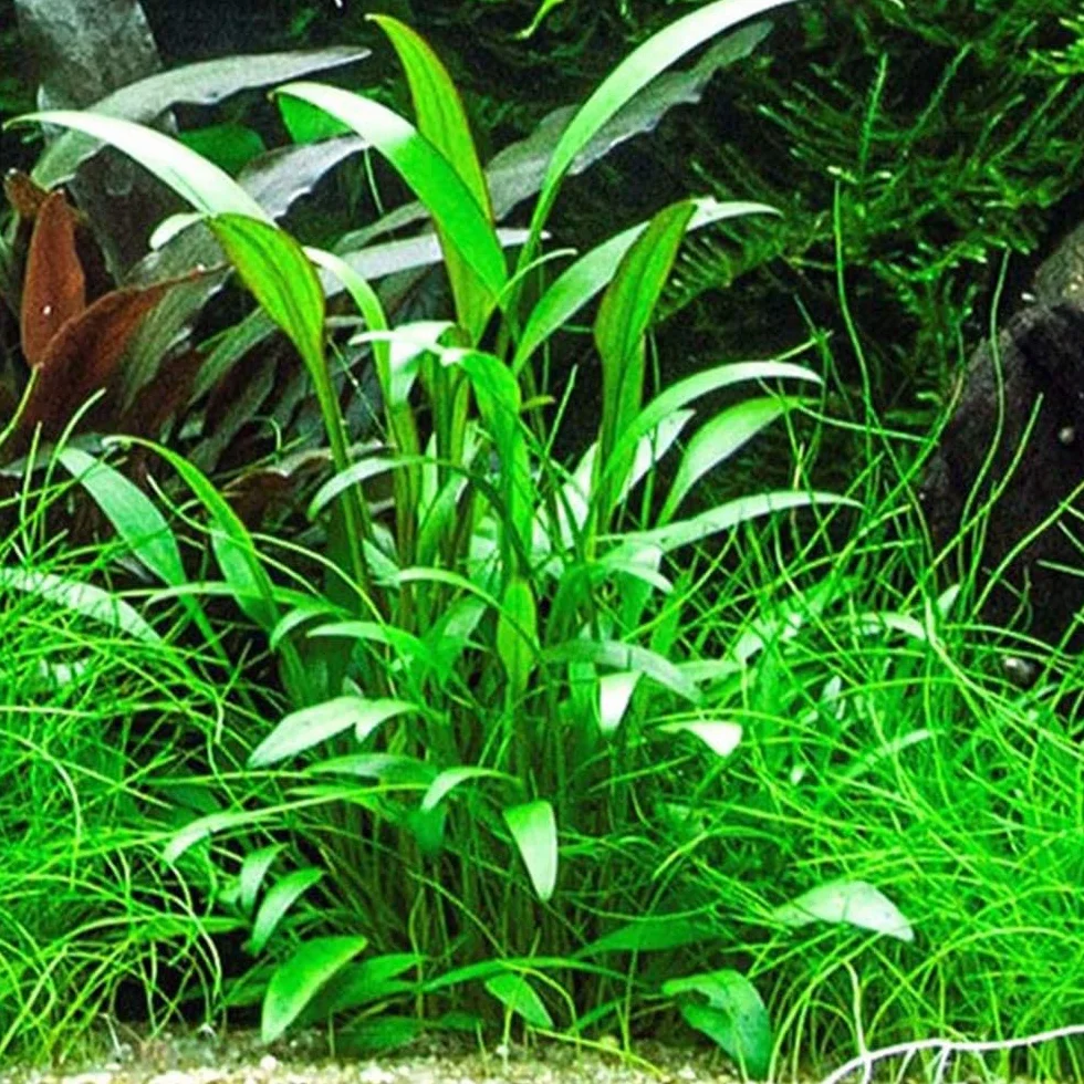 Tris Cryptocoryne “Nevellii” – Piantine Acquatiche Tappezzanti | Ideali per Neofiti ed Acquari Naturali