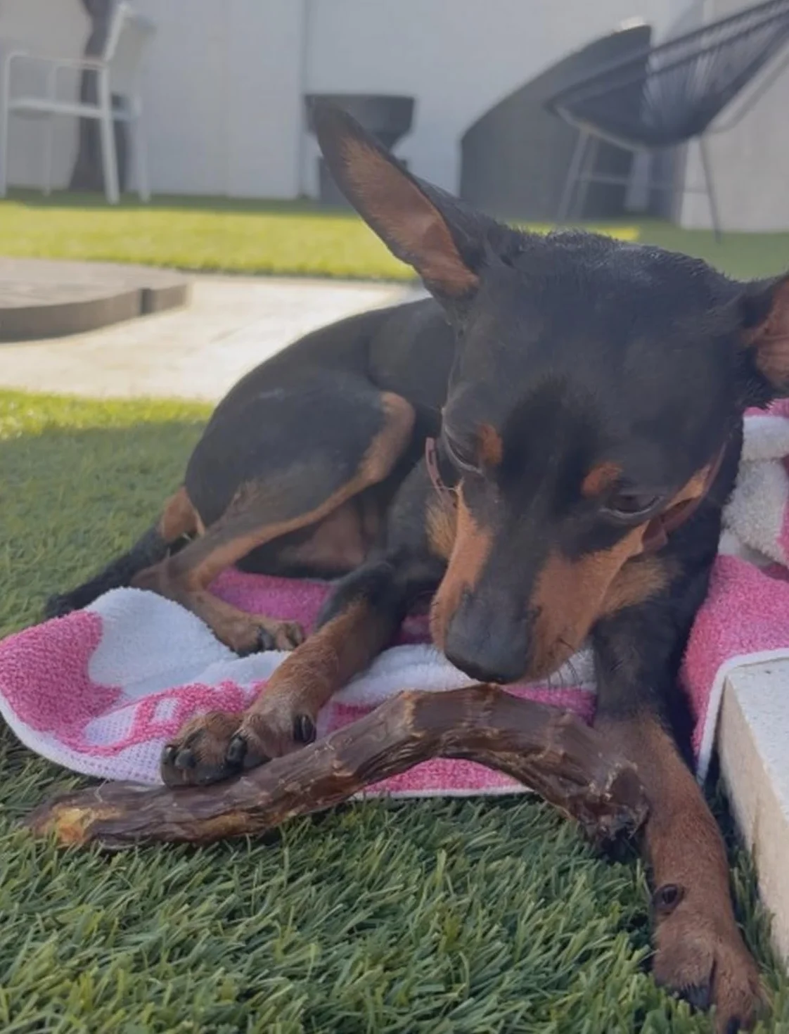 Collo di Anatra per Cani, 1 kg | Snack Naturale Essicato per Cani e Cuccioli