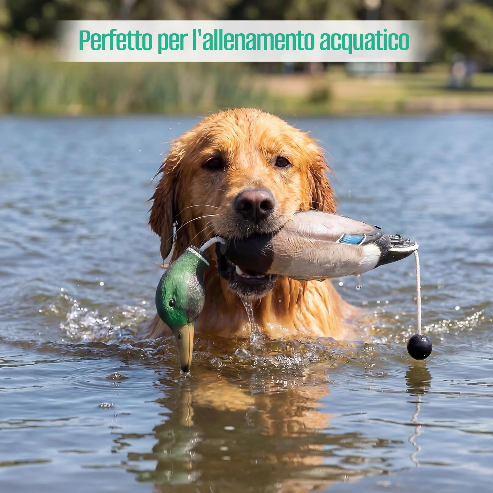 Dummy per Addestramento Cani, Dummy da Riporto Anatra con Codolo da Lancio, Dummy Impermeabile per Addestramento Cani, Anatra in Eva, Finto Cercitore per Cuccioli oi da Caccia Adulti
