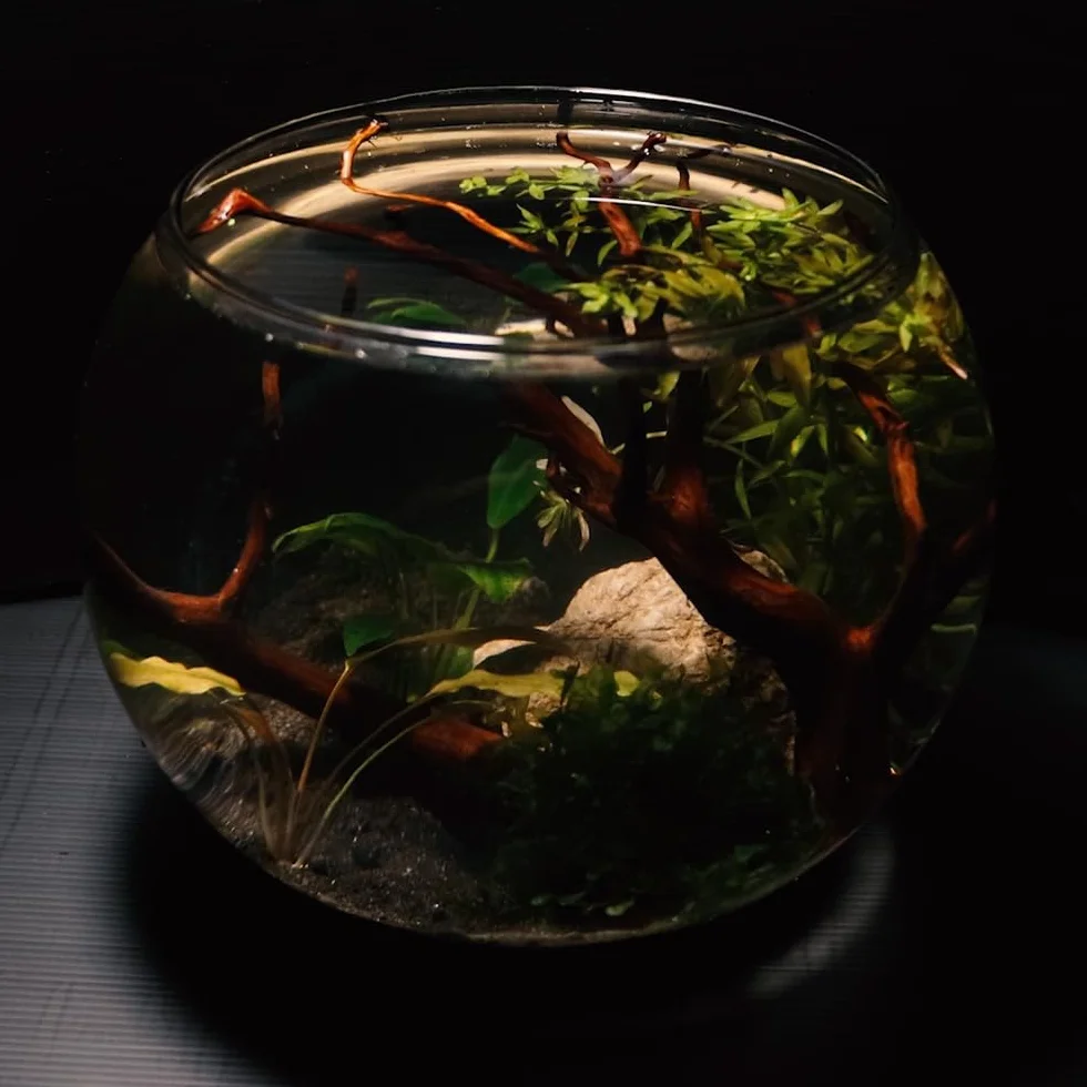 Amtra Crystal Globe - Boccia per pesci in vetro trasparente, Acquario Pesce Rosso, soffiato a mano, 30 CM