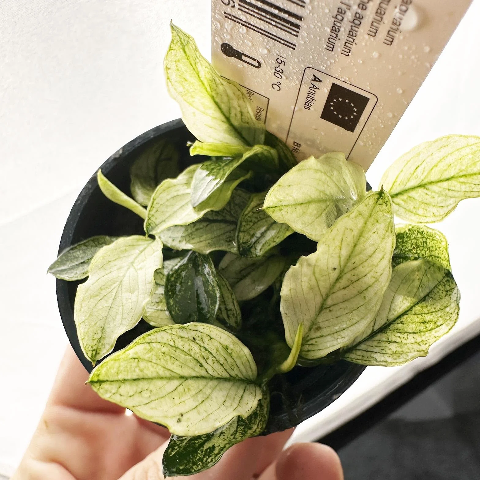 Anubias Nana Pinto - pianta rara per acquari