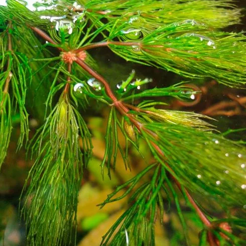 Hornwort Red Stems - Ceratophyllum Demersum Rotstengelig - 1 Mazzo - Piante vive per acquario