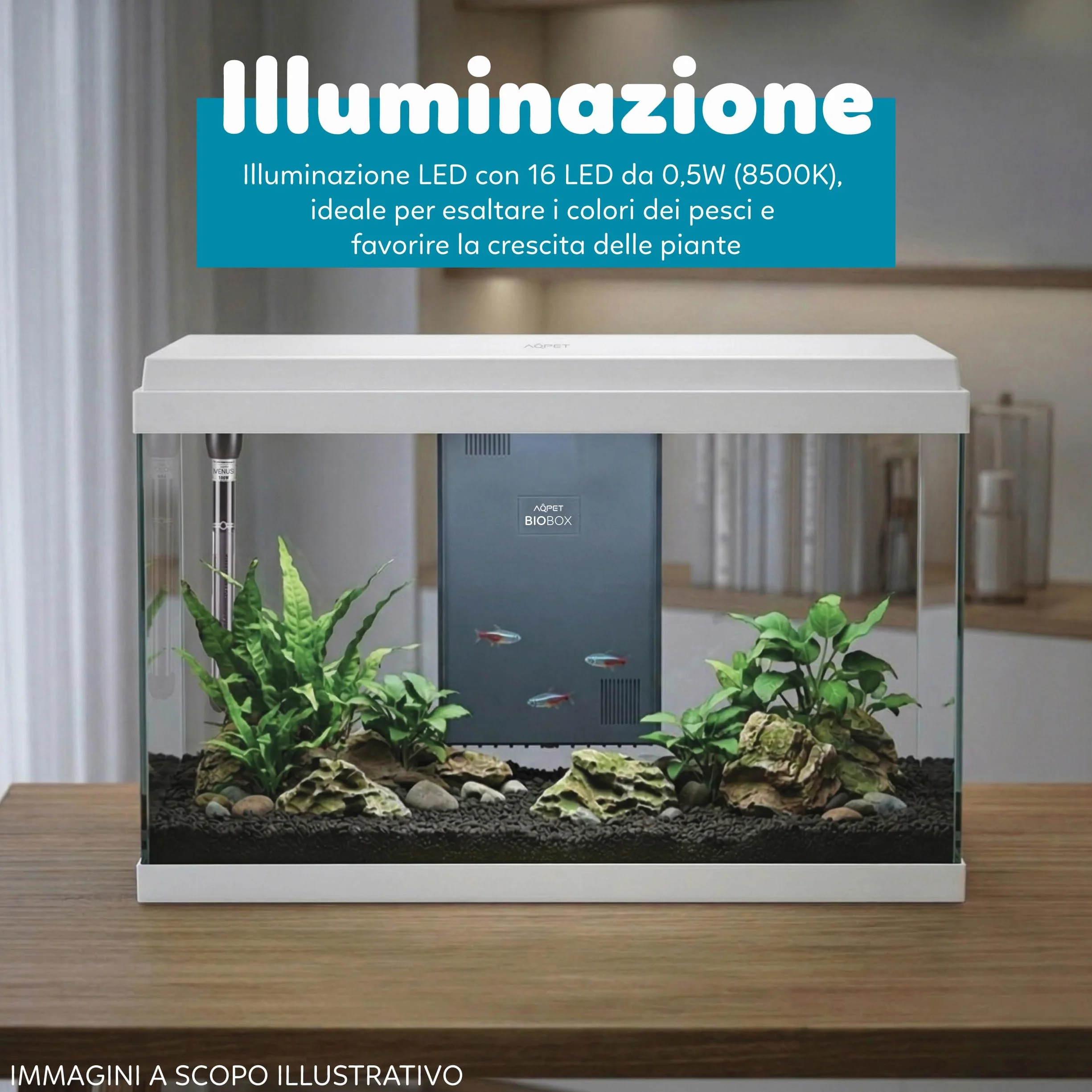AQPET Acquario in Vetro per Pesci Tropicali Completo di Accessori Filtro Luce Simply, 60 59x30x39 cm 60 Litri, Bianco