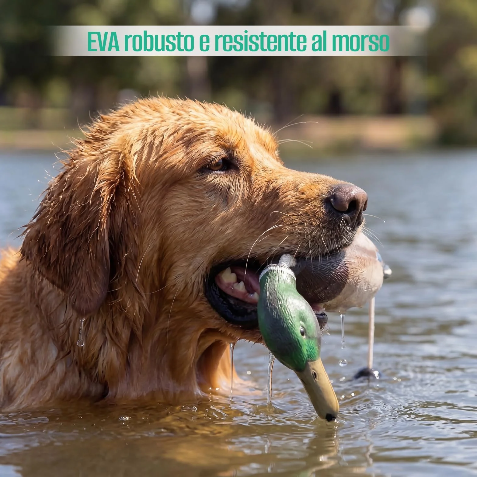 Dummy per Addestramento Cani, Dummy da Riporto Anatra con Codolo da Lancio, Dummy Impermeabile per Addestramento Cani, Anatra in Eva, Finto Cercitore per Cuccioli oi da Caccia Adulti