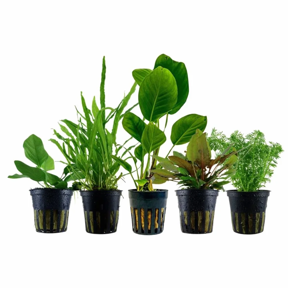 AquaOne Anubias Microsorum Cryptocoryne Limnophila Piante Acquario 5x Set Anti-alghe