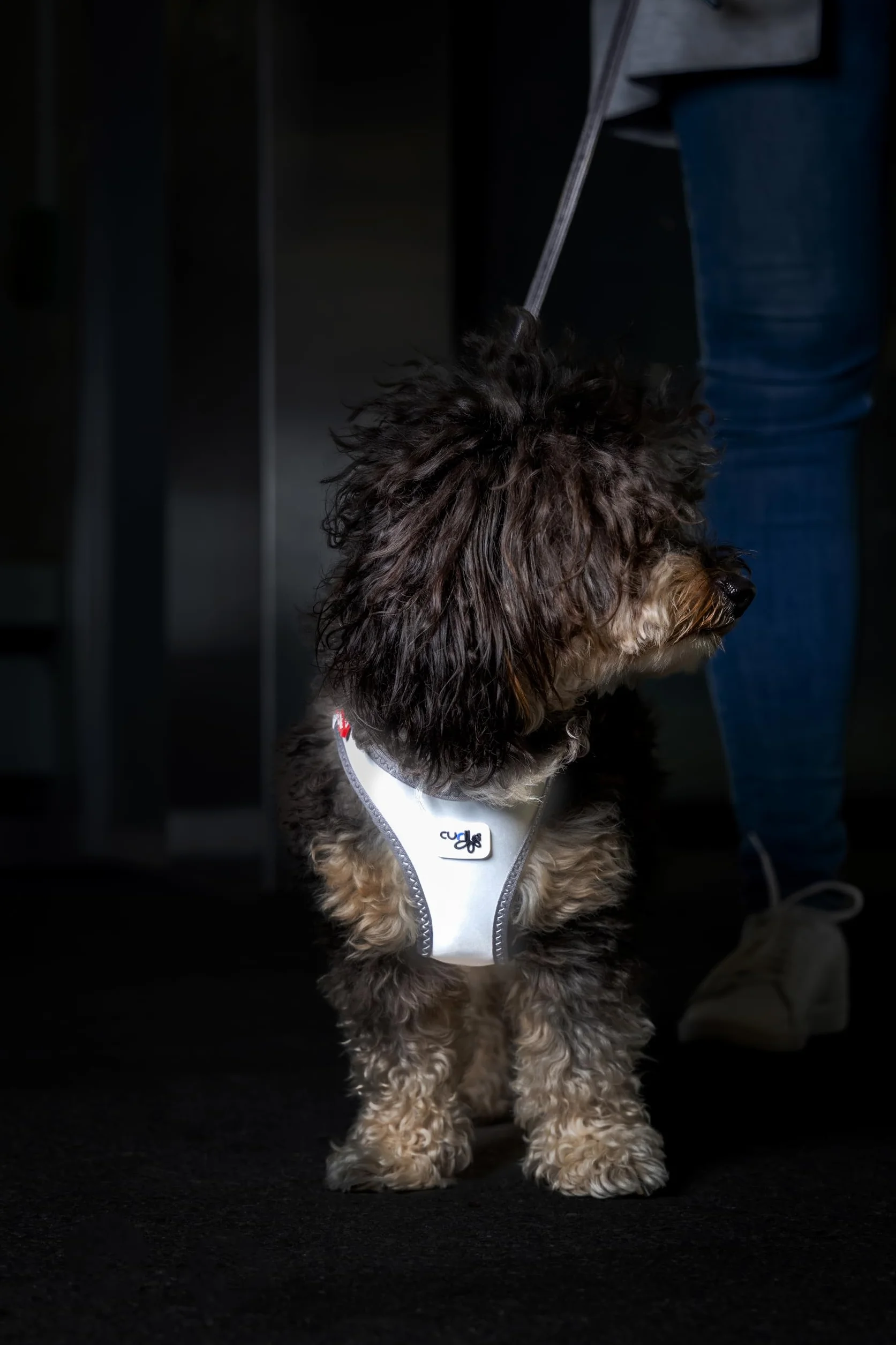 Glow curli Clasp Vest Harness Reflective Gray XS